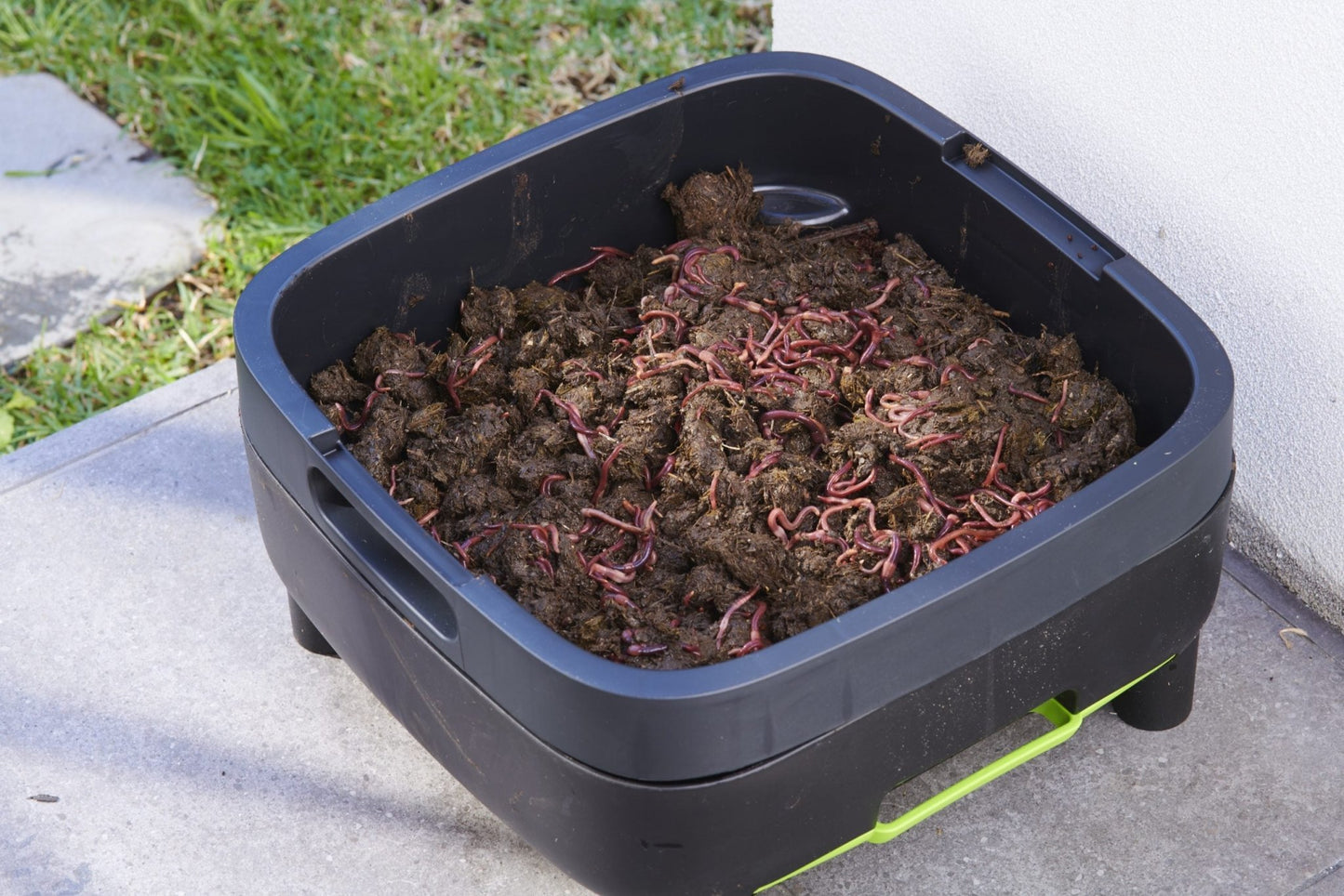 Maze Worm Farm (Legs and Worms) - mazeproducts