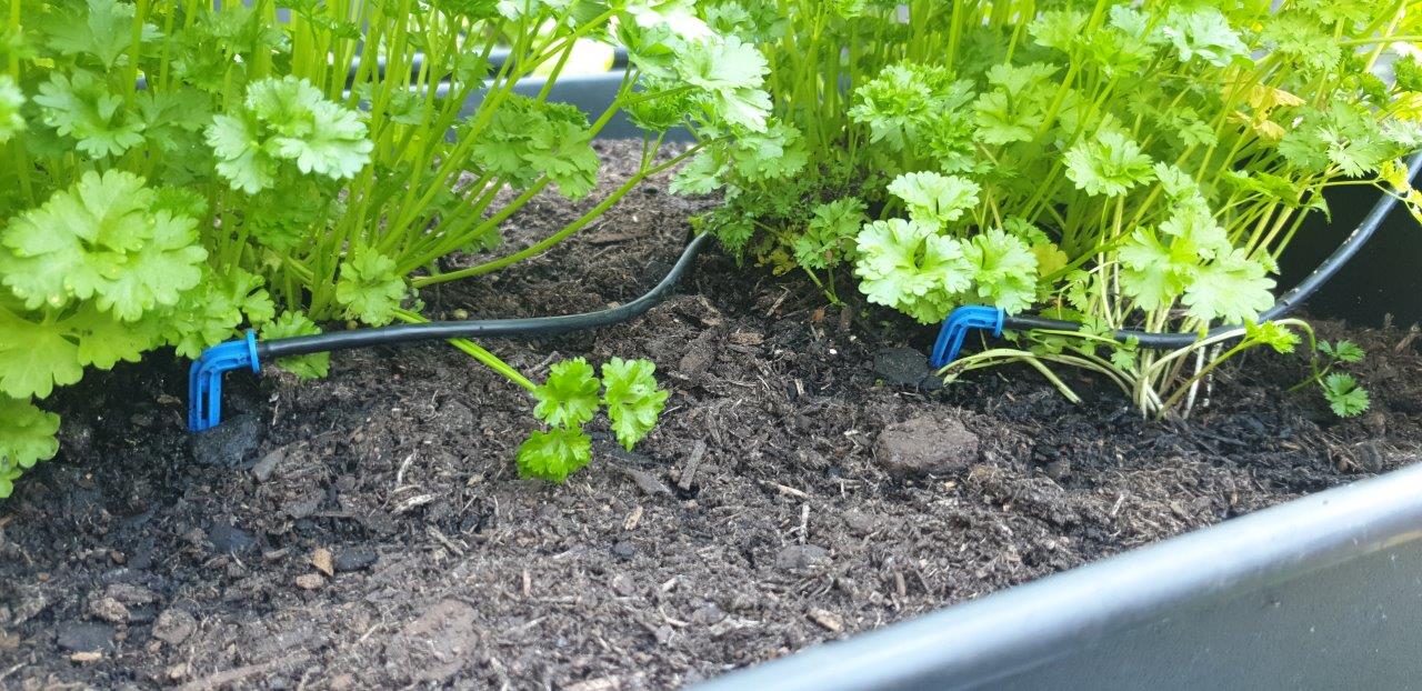 Arrow Dripper Twin Pack - mazeproducts