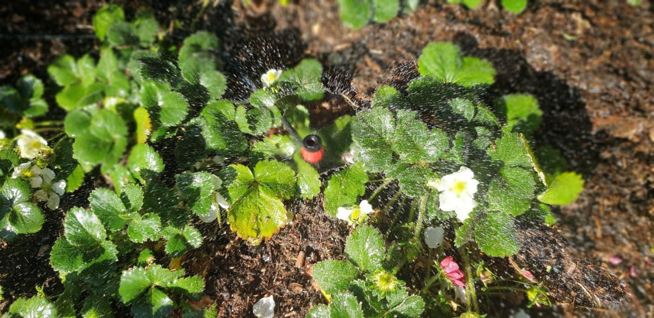 Adjustable Micro Sprayer - mazeproducts