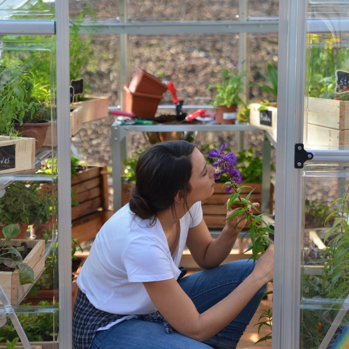 PRE ORDER OCT. - 6' x 14' Hybrid Greenhouse - Silver Frame (1.9m x 4.3m) - mazeproducts