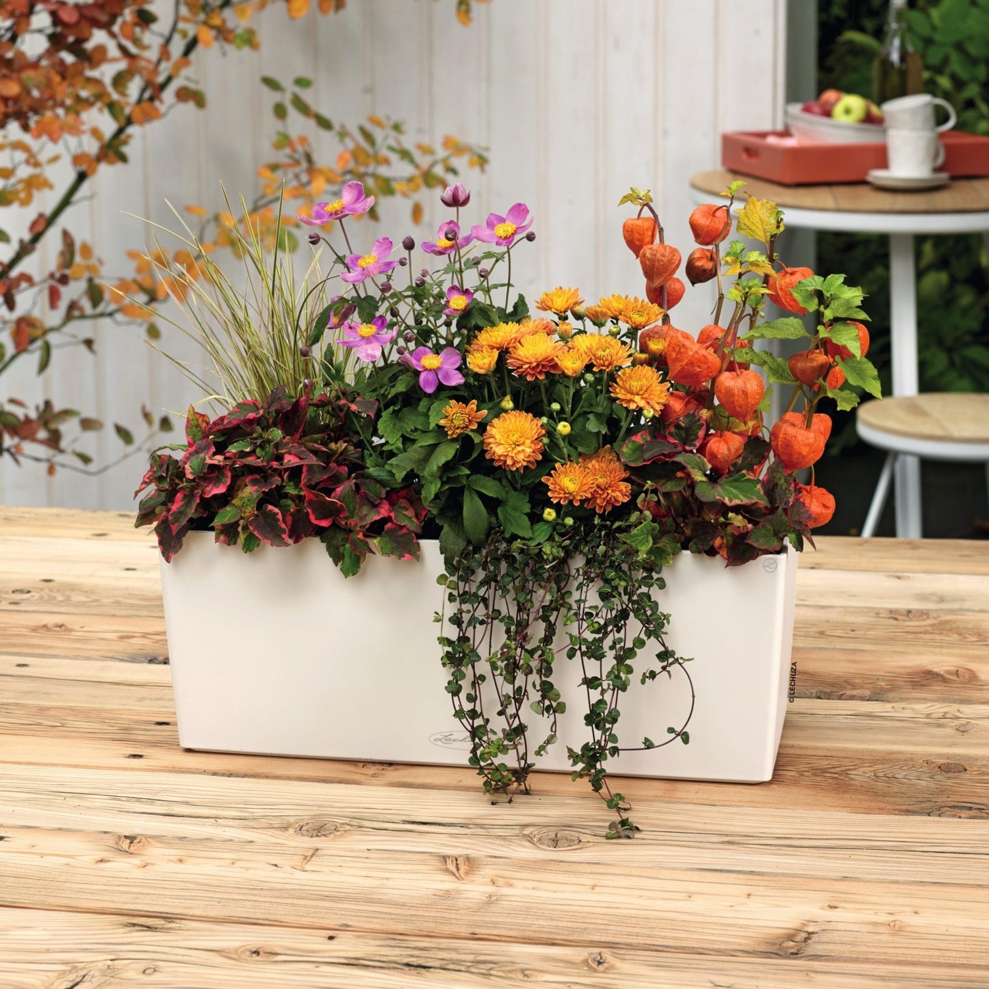 PRE ORDER: OCT. - BALCONERA Color 50 - mazeproducts