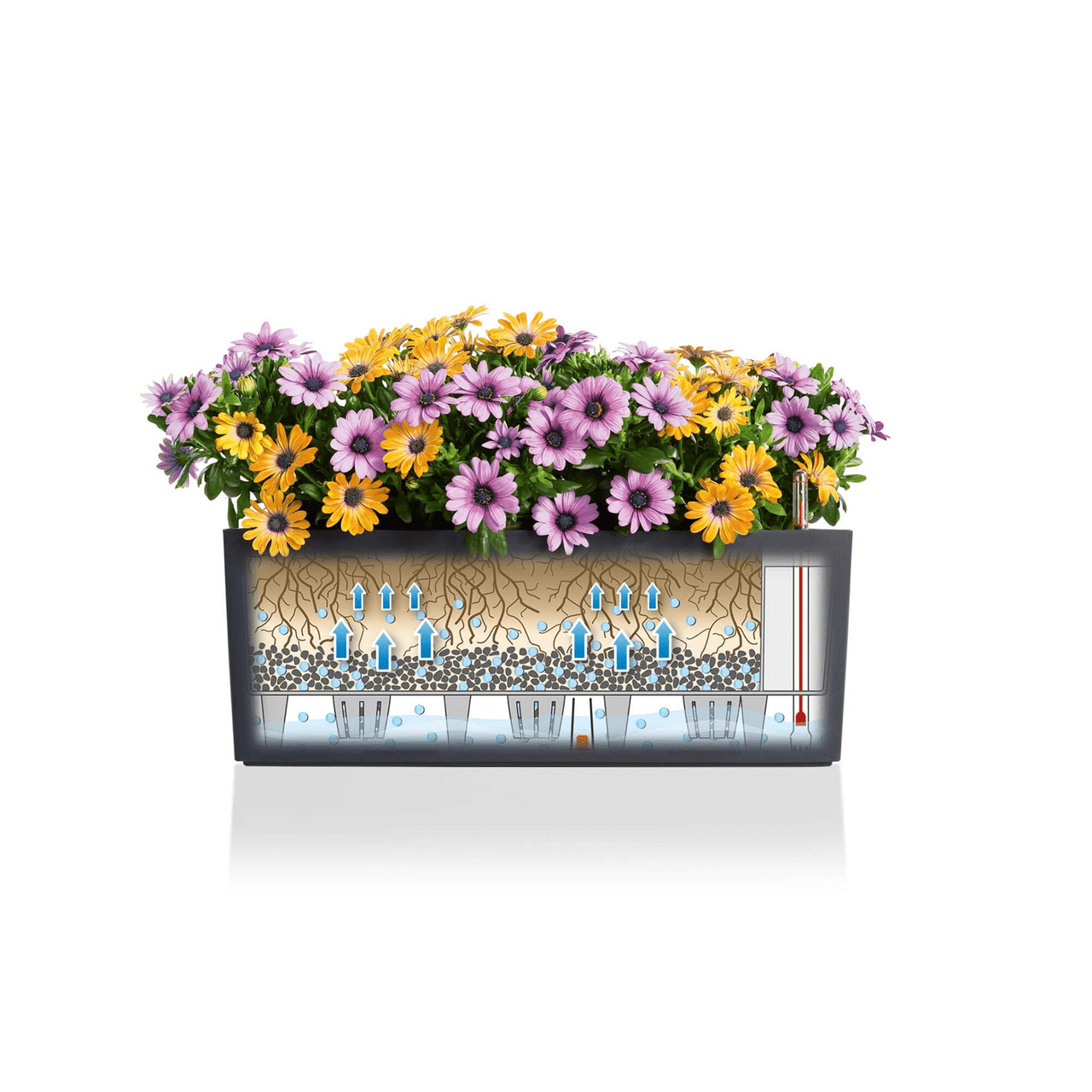 PRE ORDER: OCT. - BALCONERA Color 50 - mazeproducts