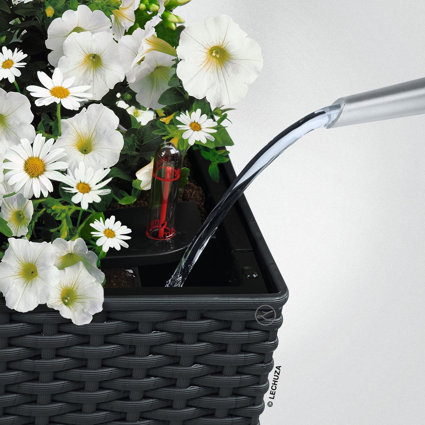 PRE ORDER: OCT. - BALCONERA Color 50 - mazeproducts