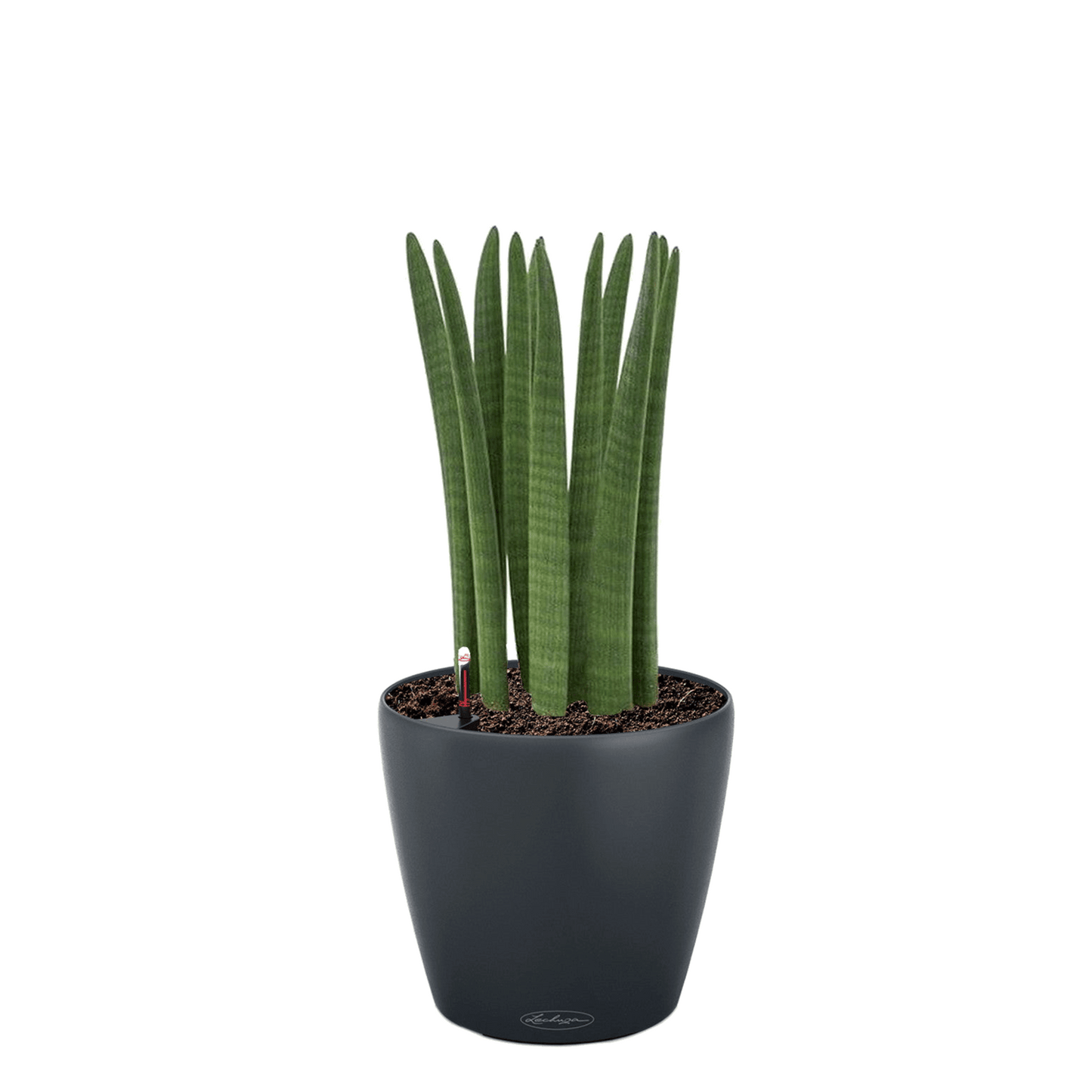 PRE ORDER OCT. - CLASSICO Color 18 - mazeproducts