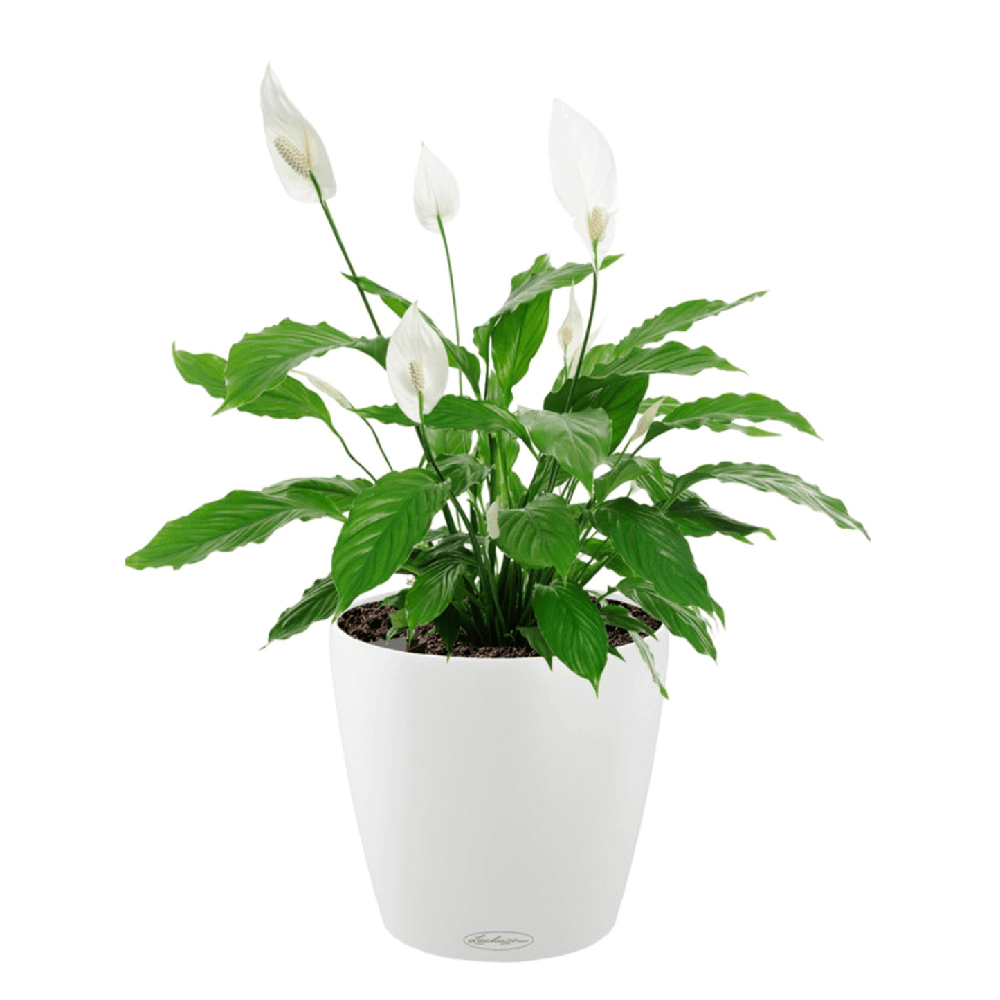 CLASSICO Color 21 - mazeproducts