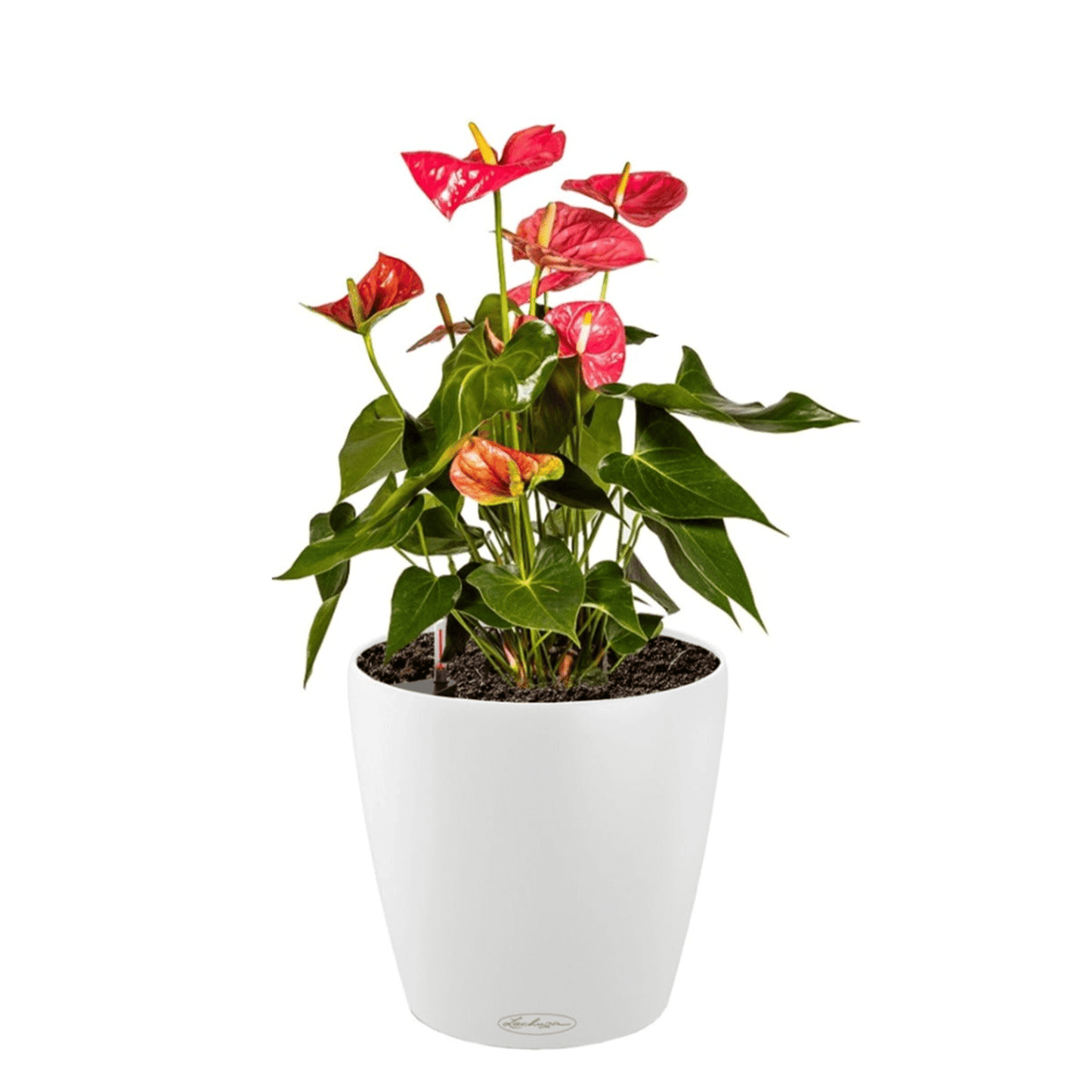 PRE ORDER: OCT. - CLASSICO Color 28 - mazeproducts