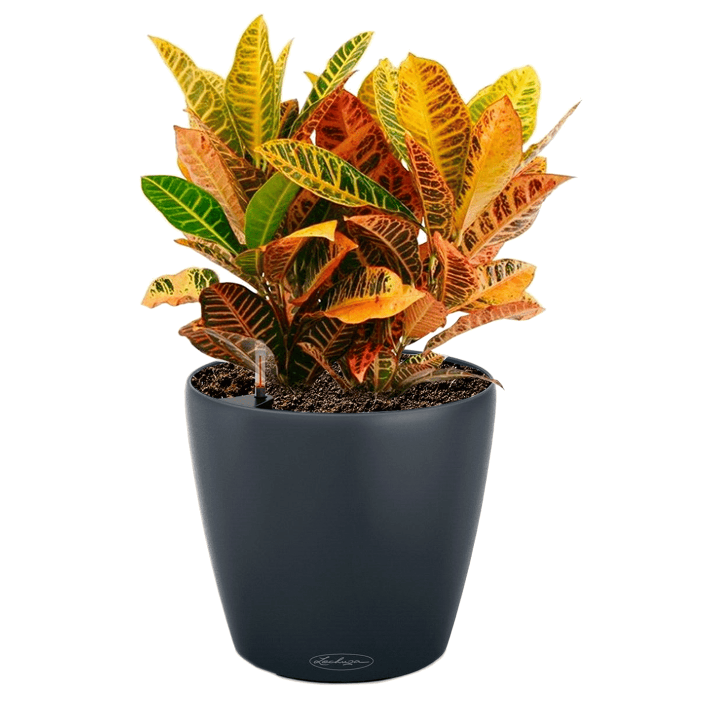 CLASSICO Color 43 - mazeproducts