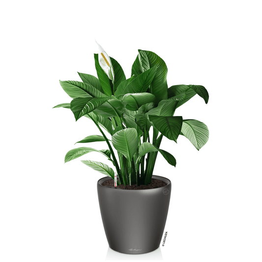 CLASSICO LS 21 Premium - mazeproducts