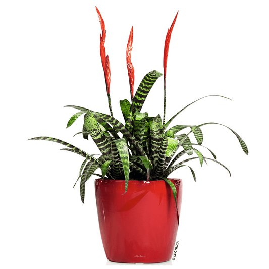 CLASSICO LS 28 Premium - mazeproducts