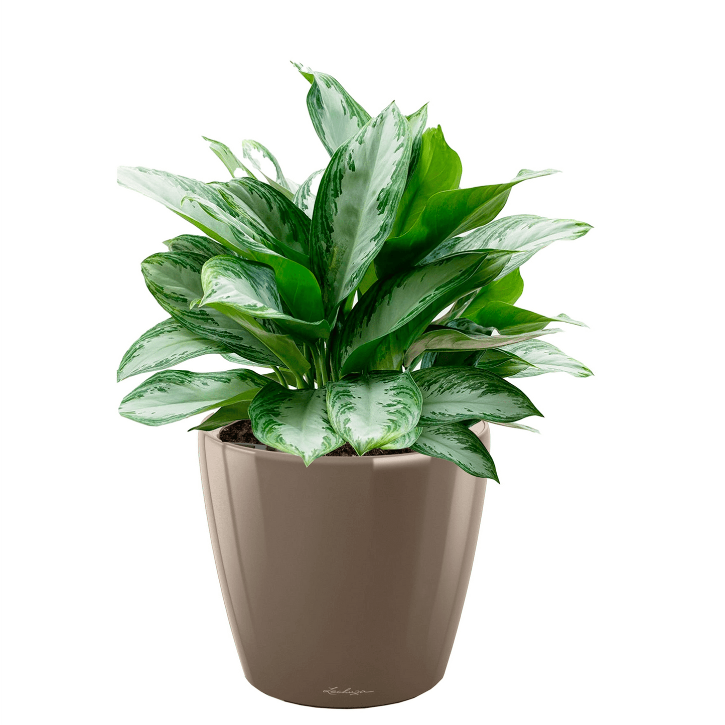 CLASSICO LS 35 Premium - mazeproducts