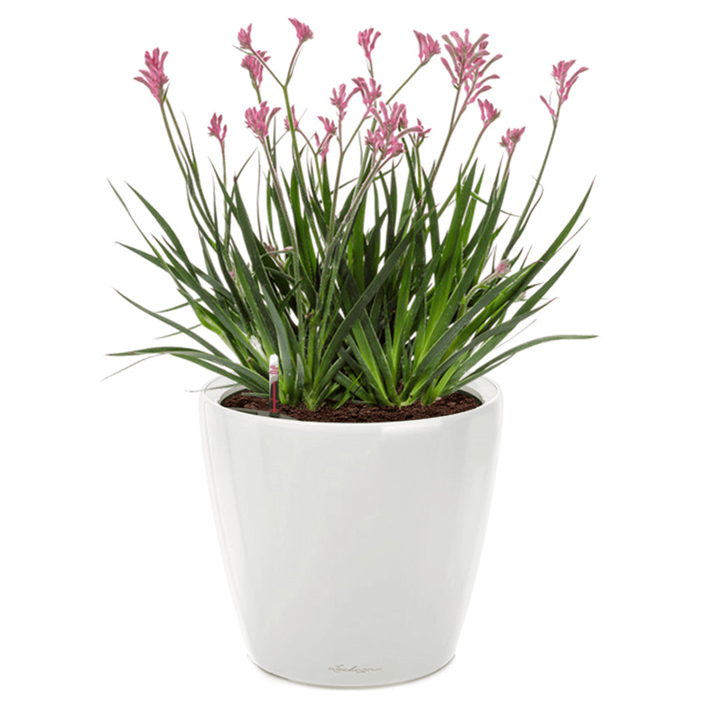 CLASSICO LS 43 Premium - mazeproducts