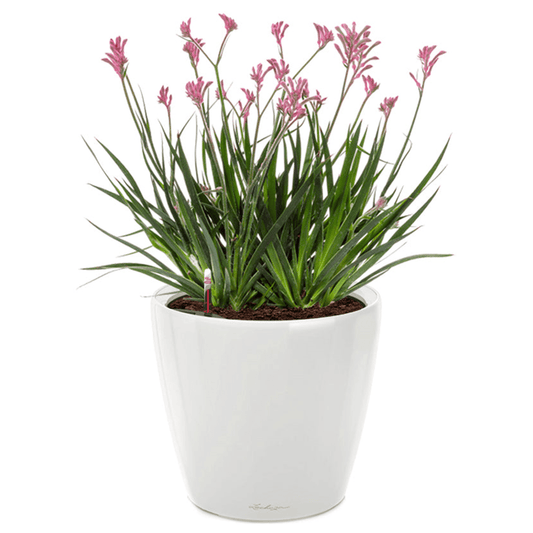 CLASSICO LS 43 Premium - mazeproducts