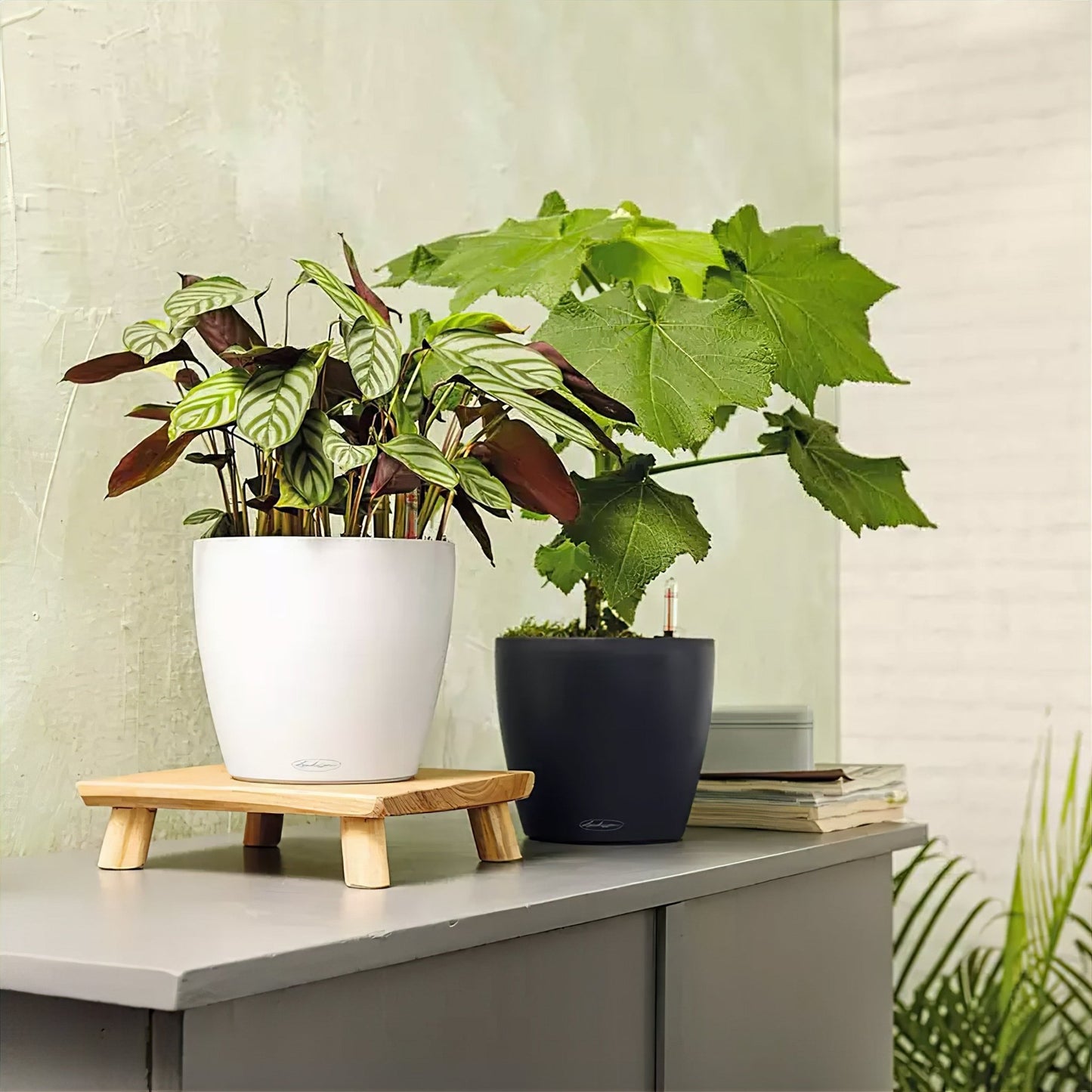 PRE ORDER OCT. - CLASSICO Color 14 - mazeproducts