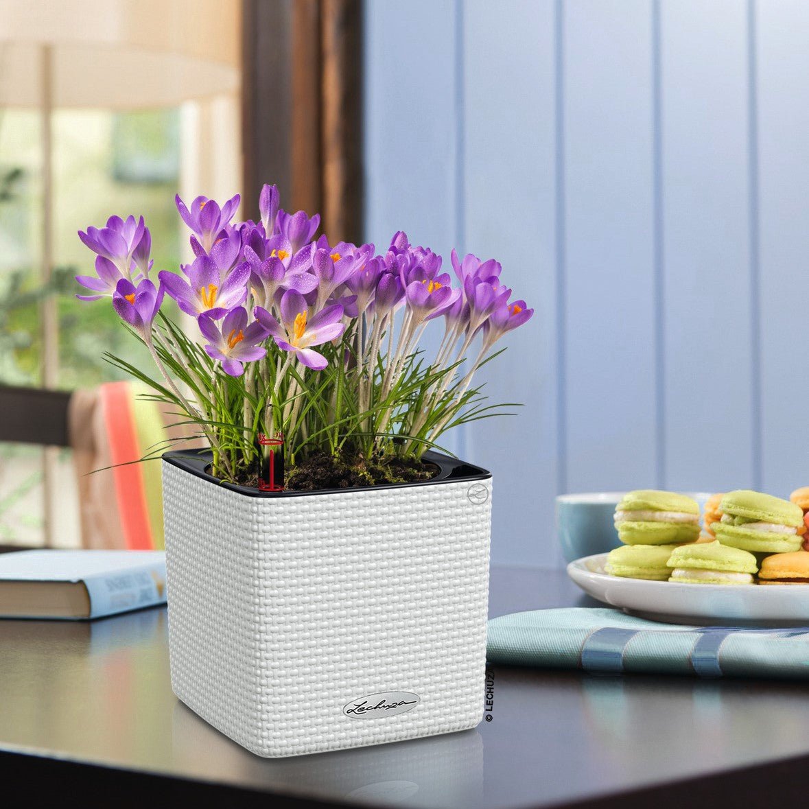 PRE ORDER: OCT. - PURO CUBE Color 14 - mazeproducts