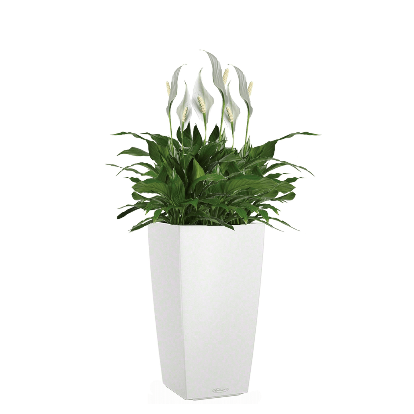 CUBICO Color 30 - mazeproducts