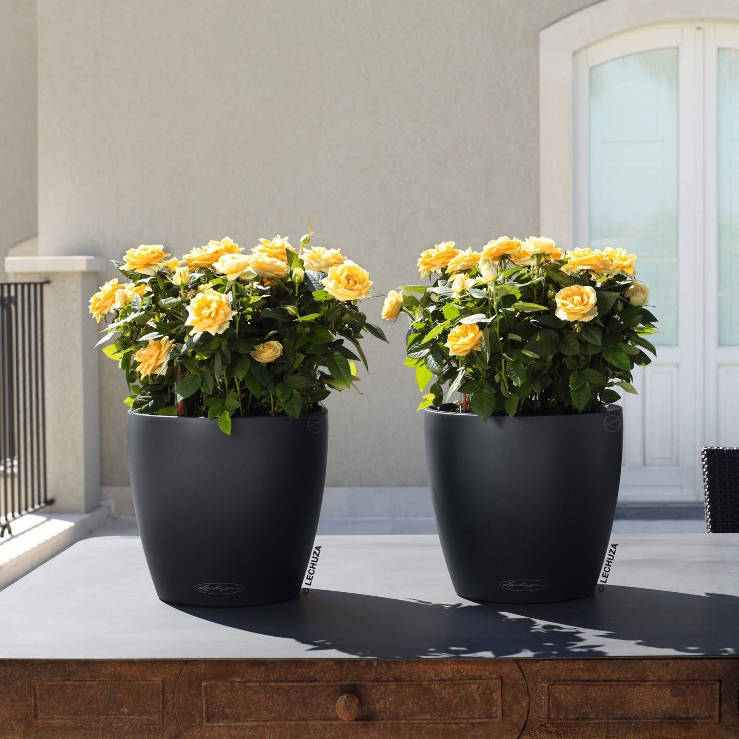 PRE ORDER OCT. - CLASSICO Color 18 - mazeproducts