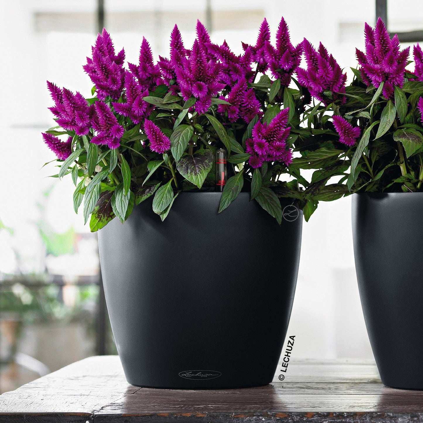 CLASSICO Color 21 - mazeproducts