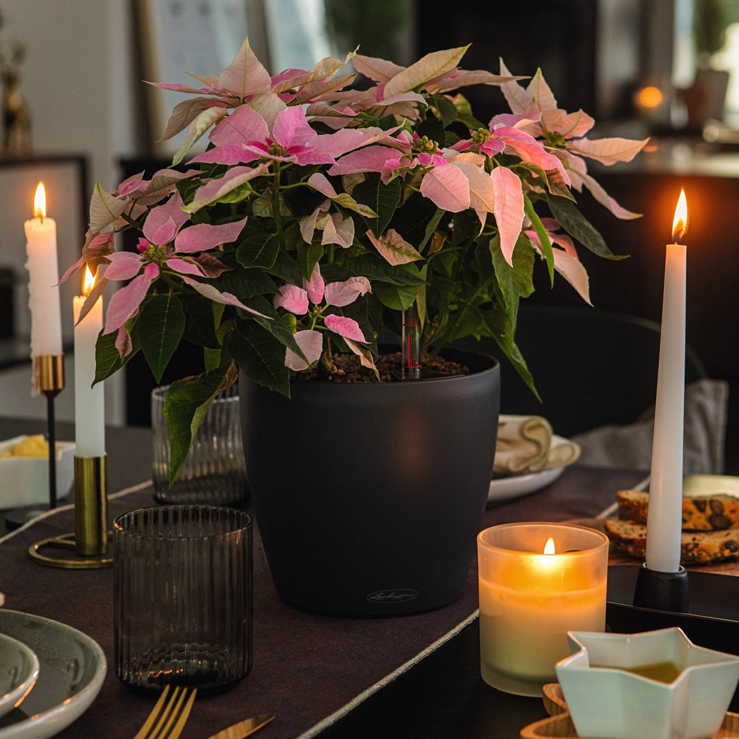 CLASSICO Color 21 - mazeproducts