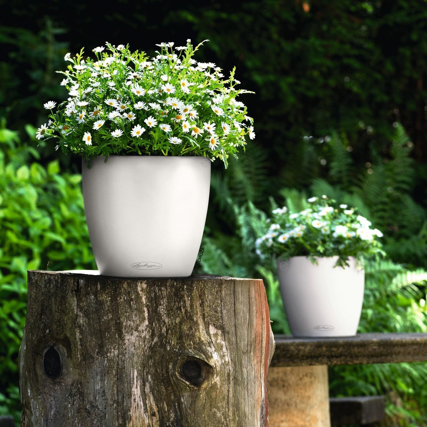 PRE ORDER: OCT. - CLASSICO Color 28 - mazeproducts