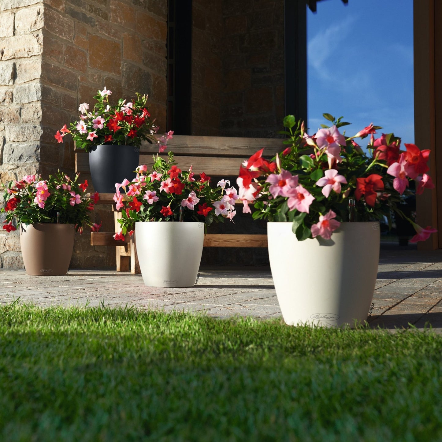 PRE ORDER: OCT. - CLASSICO Color 28 - mazeproducts