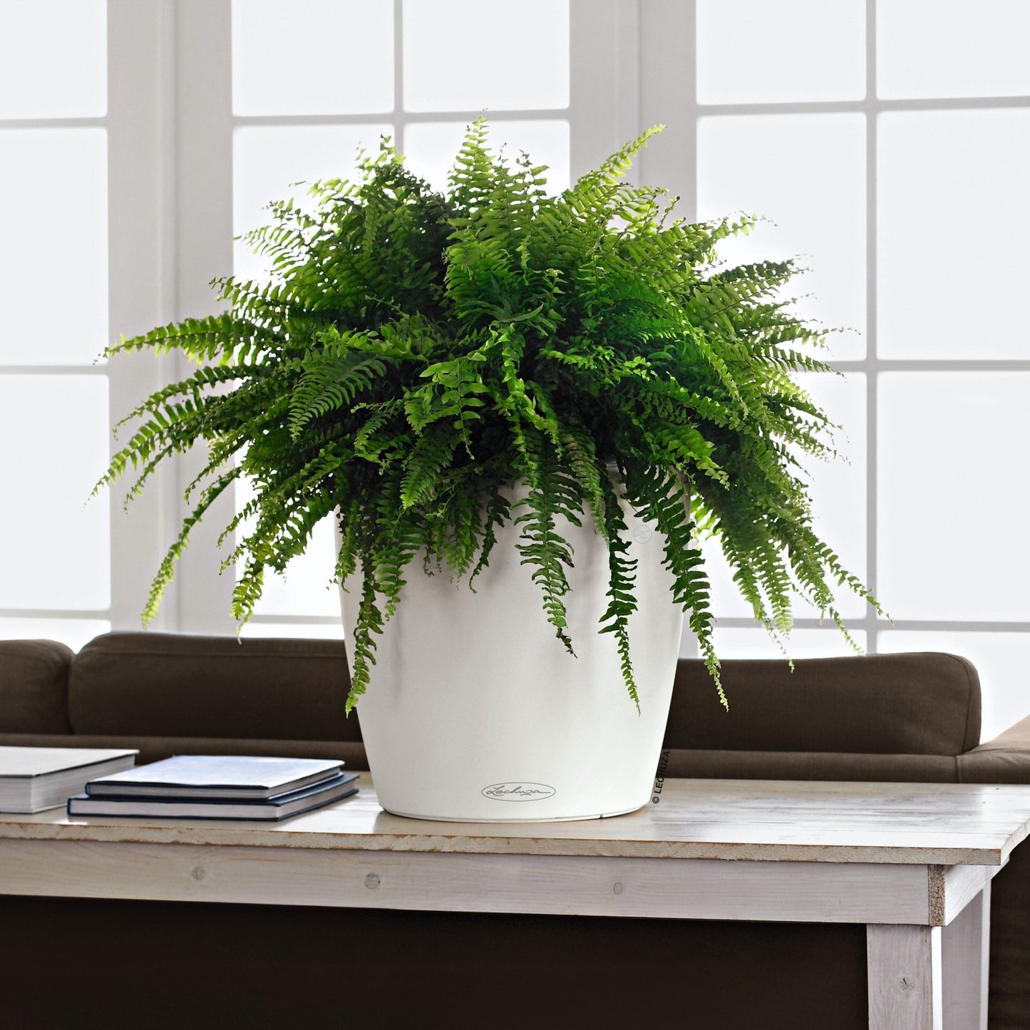 CLASSICO Color 35 - mazeproducts