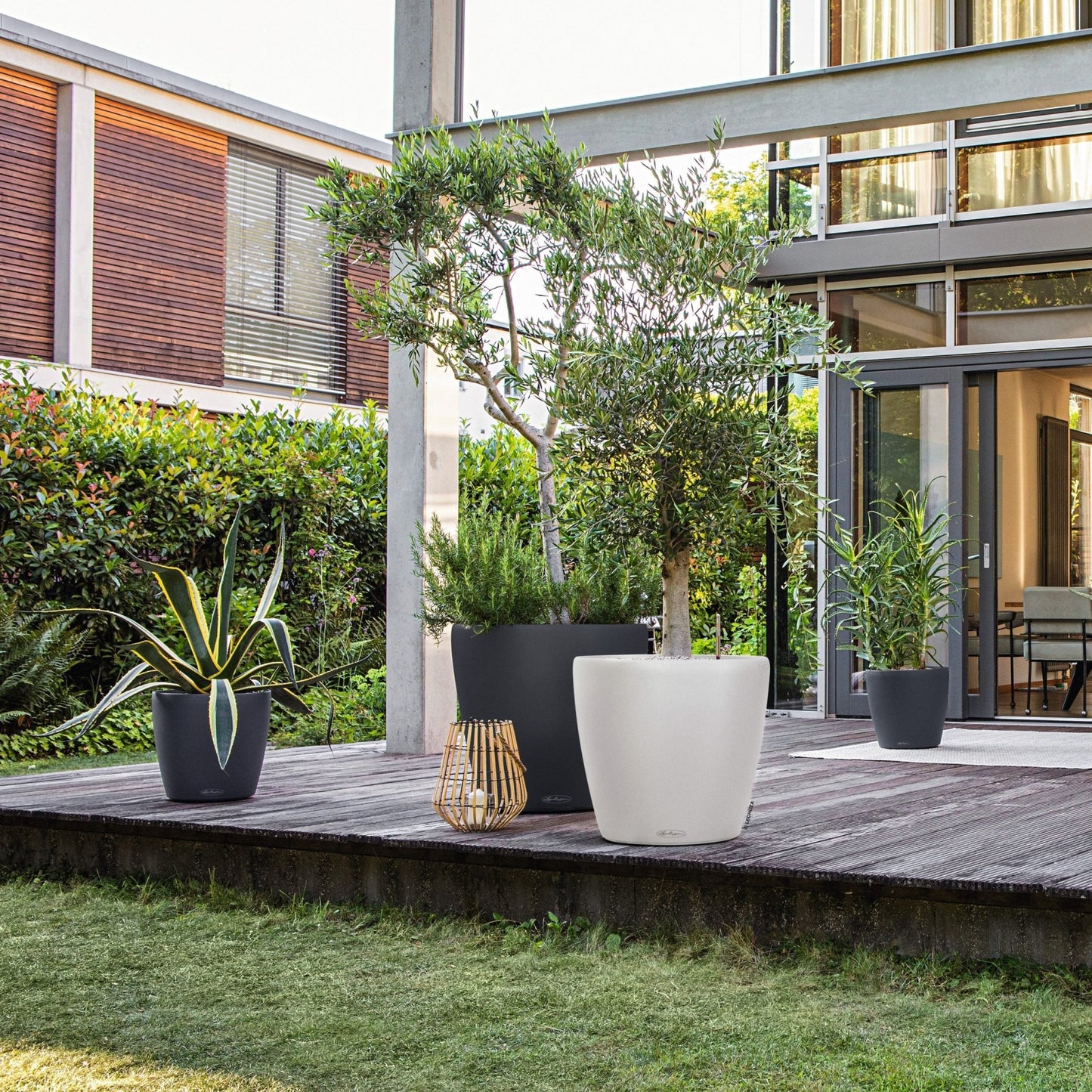 CLASSICO Color 43 - mazeproducts