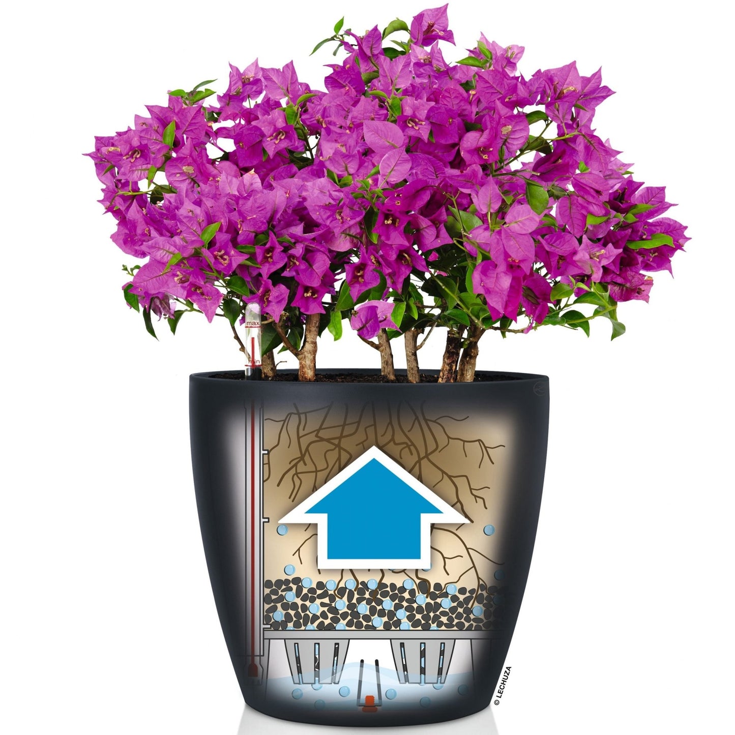 CLASSICO Color 35 - mazeproducts