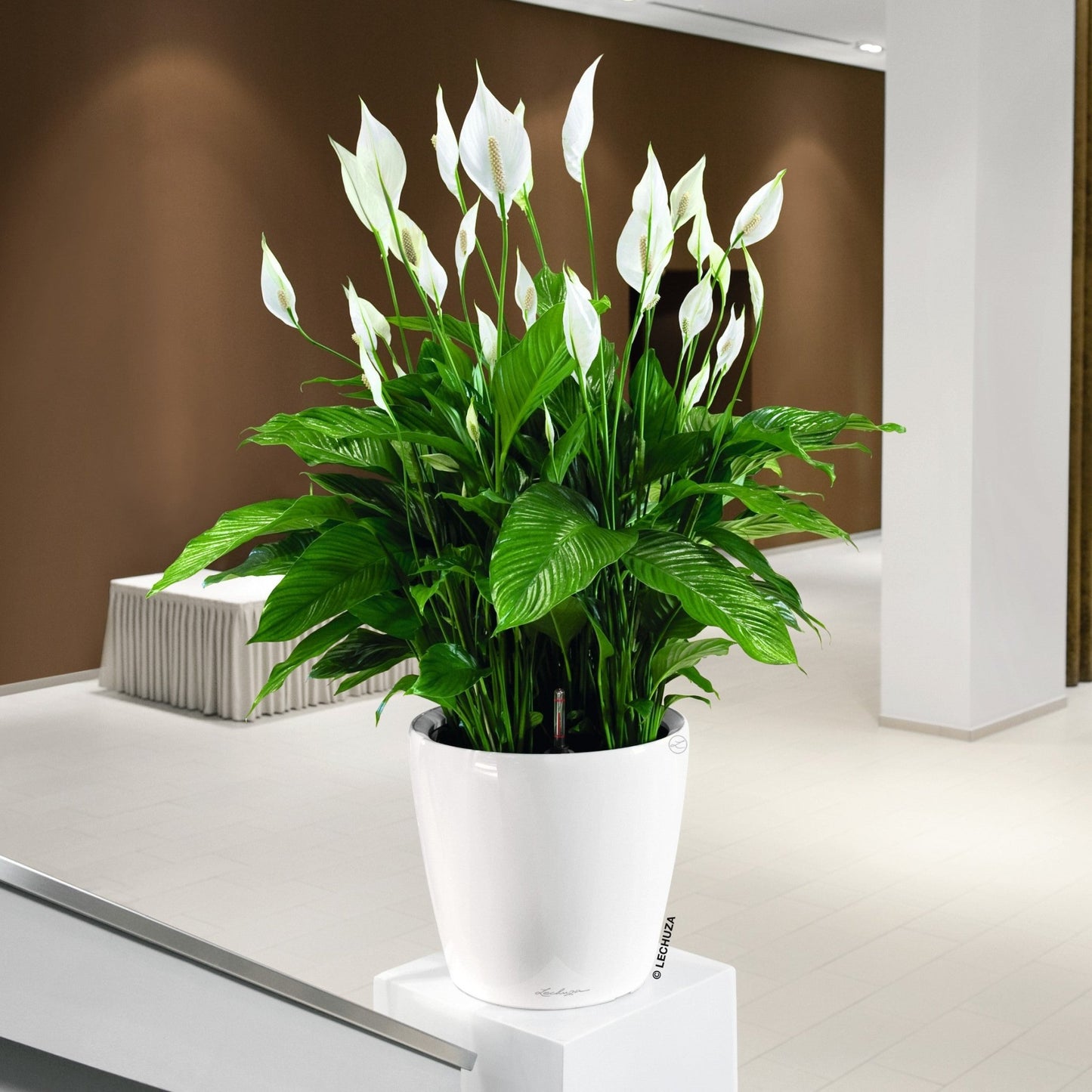 CLASSICO LS 28 Premium - mazeproducts