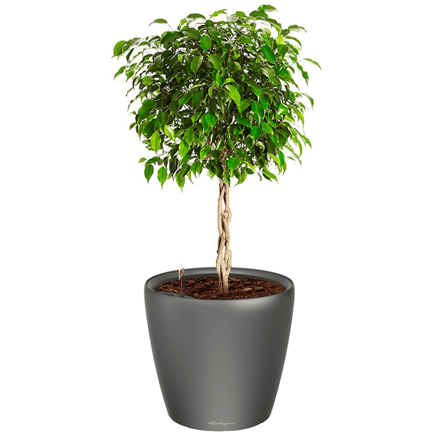 CLASSICO LS 50 Premium - mazeproducts