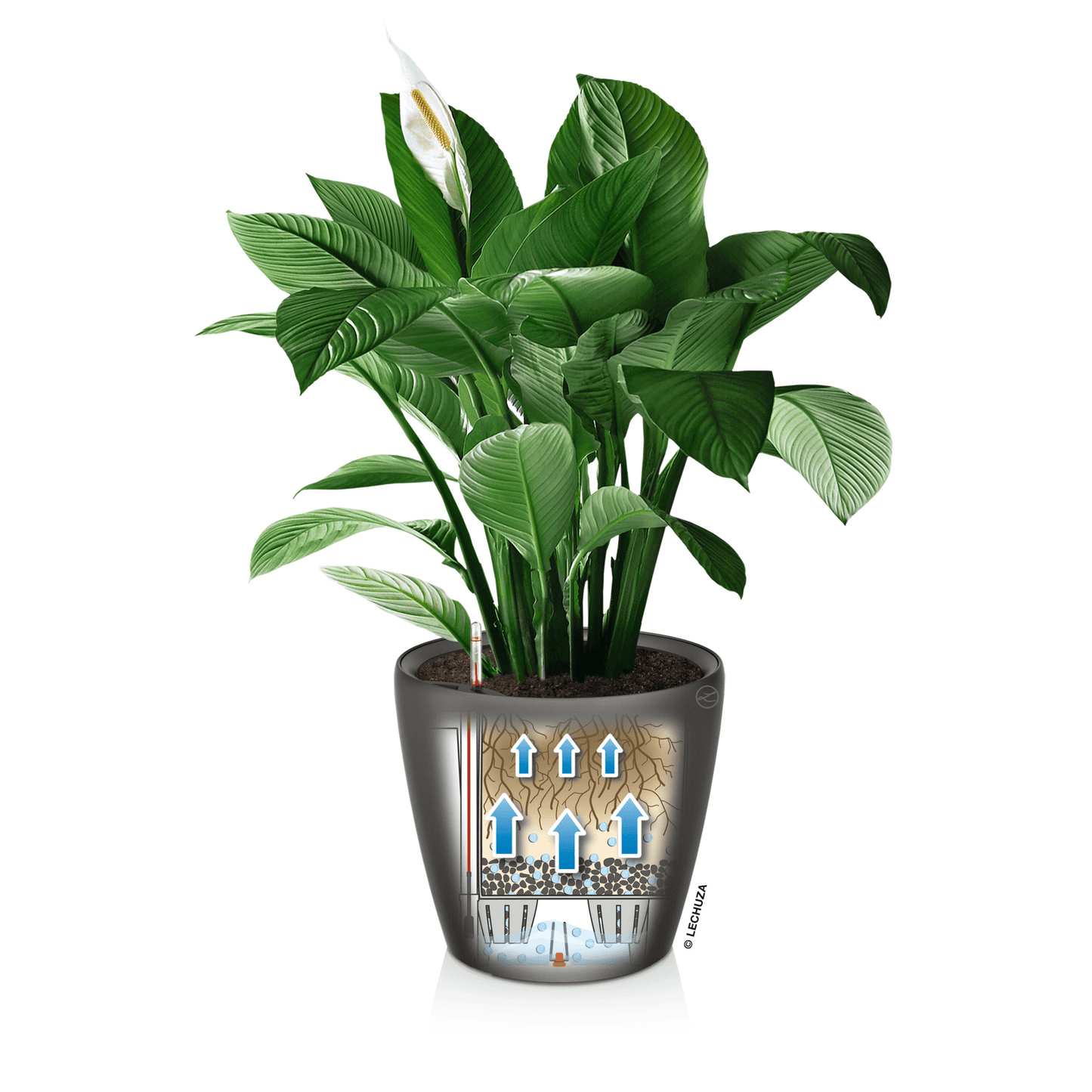 CLASSICO LS 43 Premium - mazeproducts