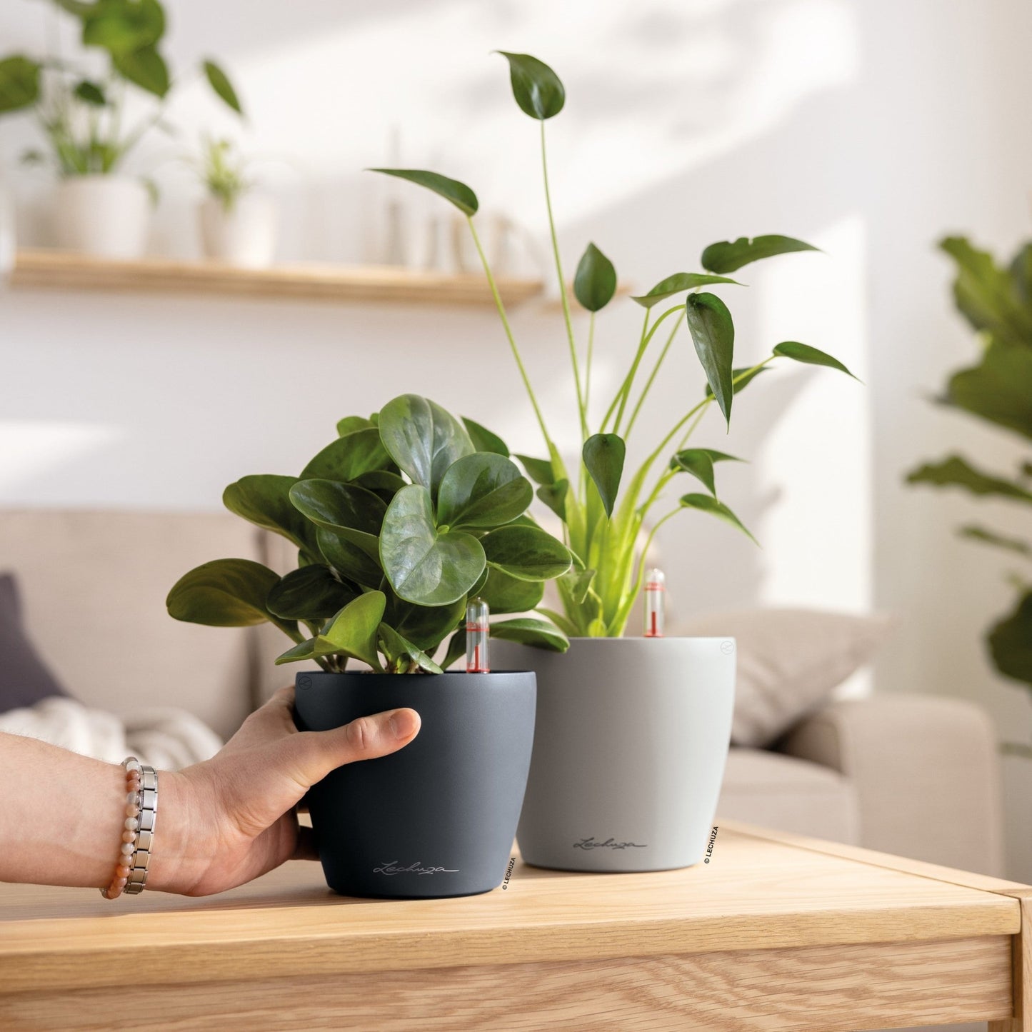 PRE ORDER OCT. - CLASSICO Color 12 - mazeproducts