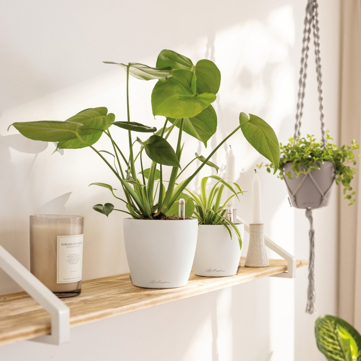 PRE ORDER OCT. - CLASSICO Color 12 - mazeproducts