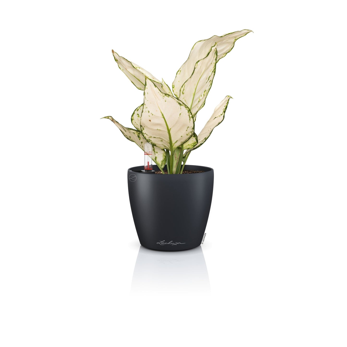 PRE ORDER OCT. - CLASSICO Color 12 - mazeproducts