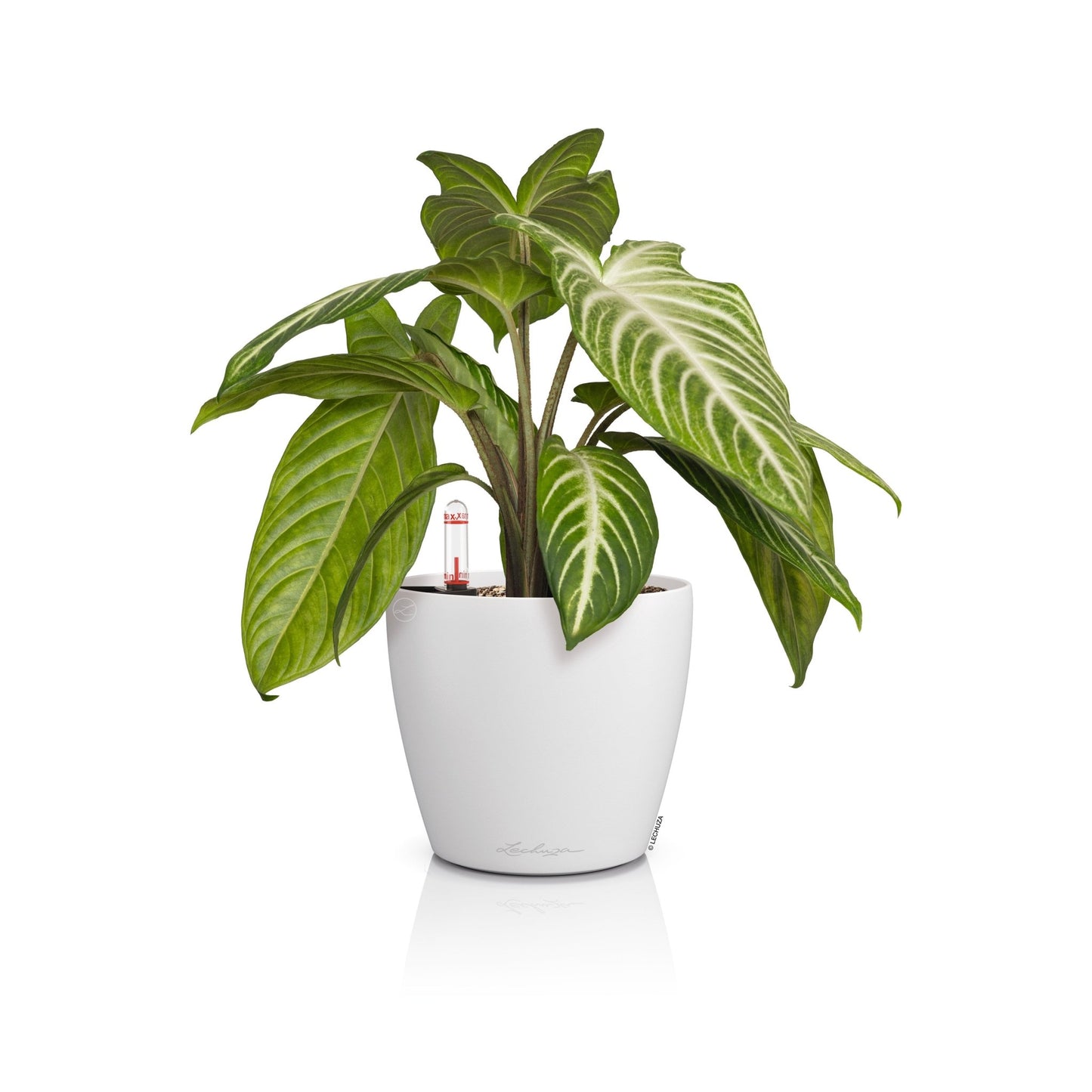 PRE ORDER OCT. - CLASSICO Color 14 - mazeproducts