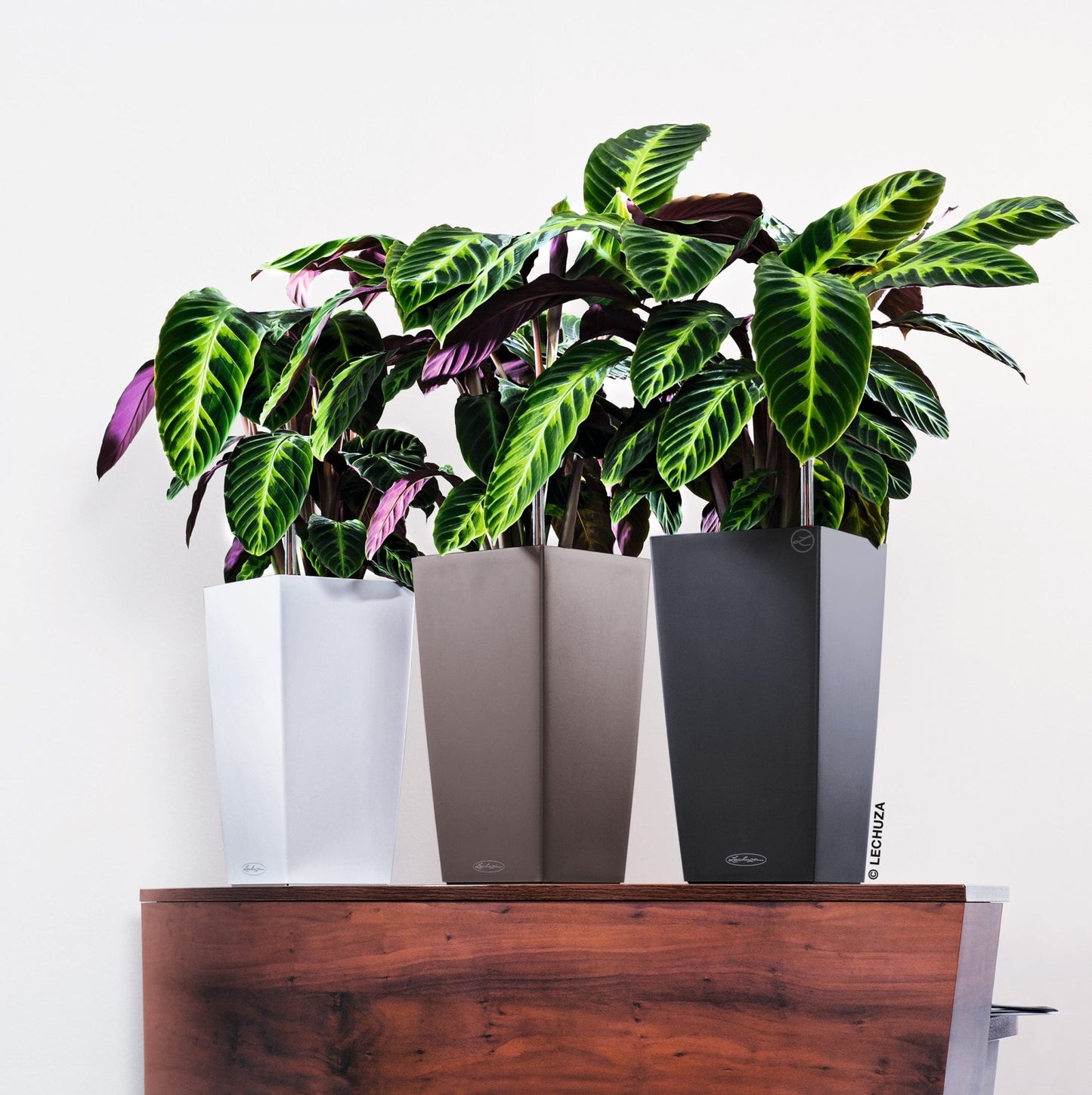 CUBICO Color 22 - mazeproducts