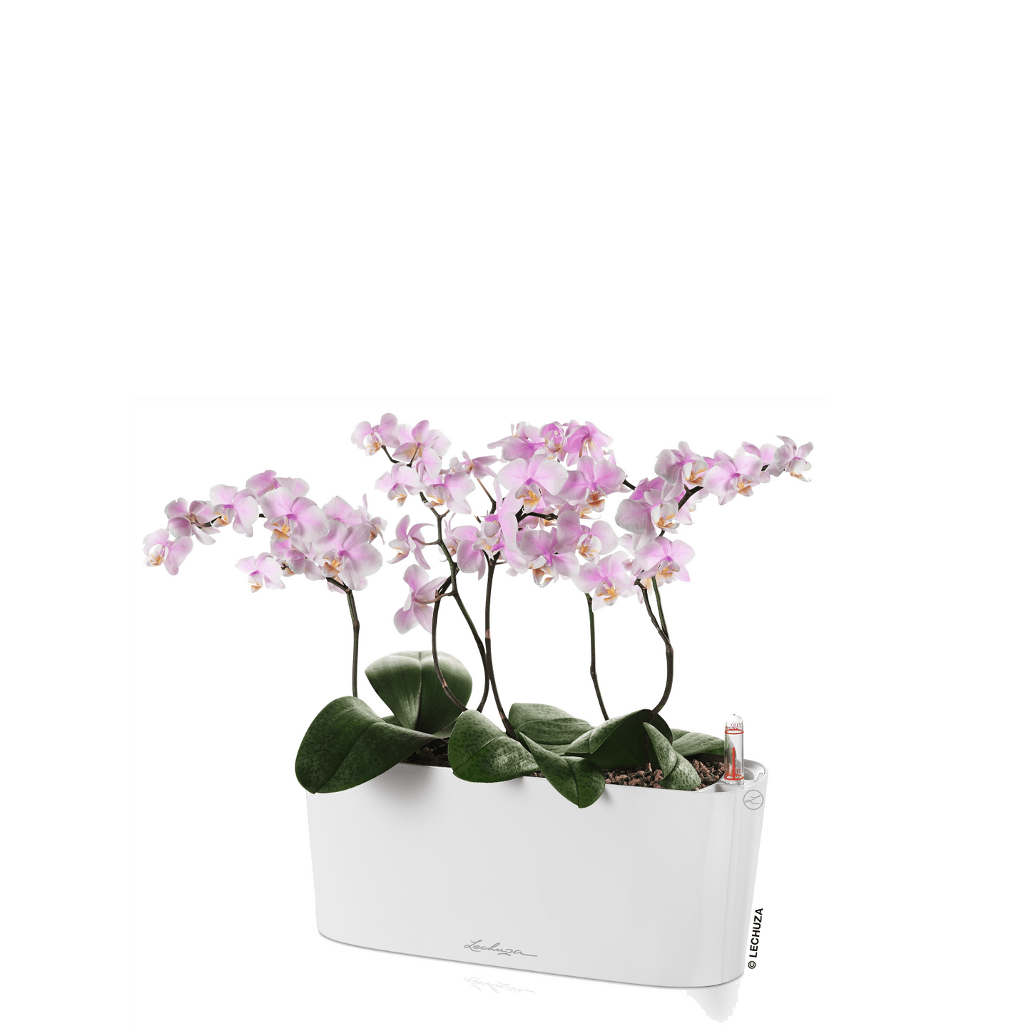 DELTA 10 - mazeproducts