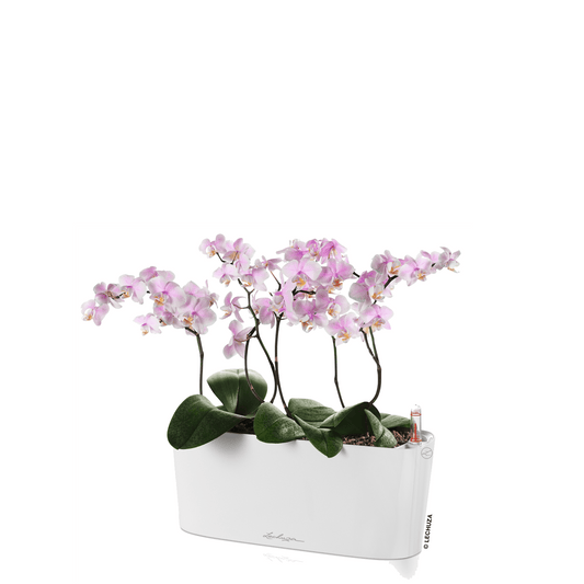 DELTA 10 - mazeproducts