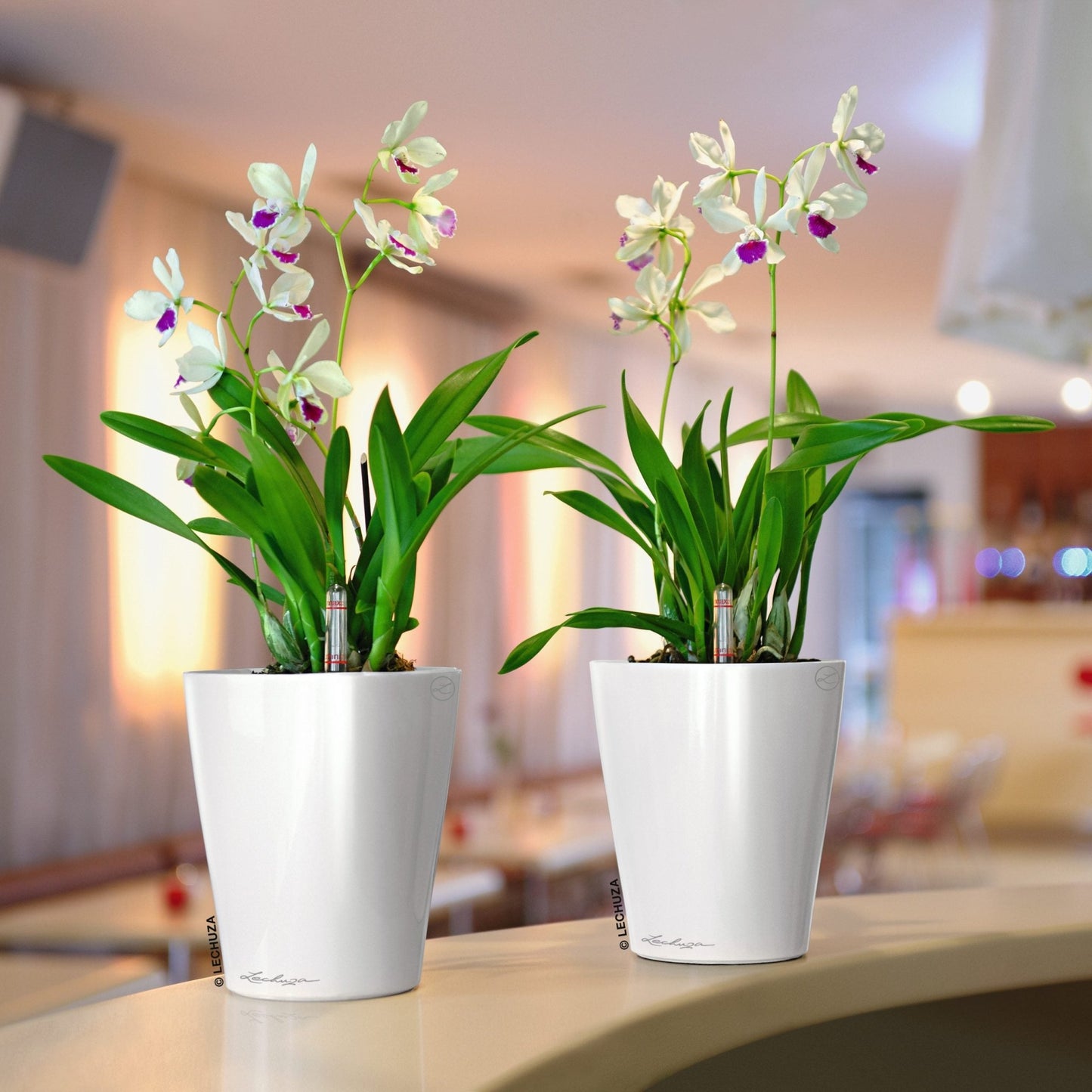 DELTINI - mazeproducts