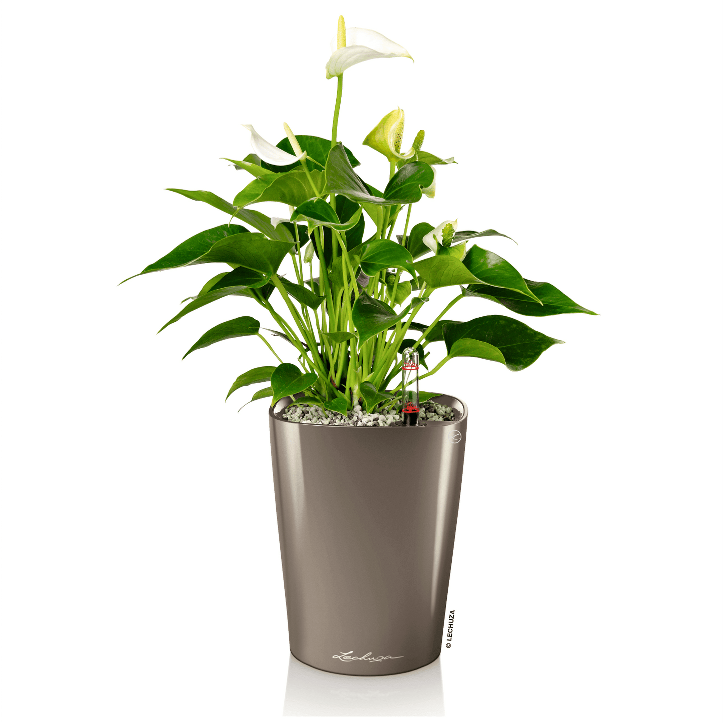 DELTINI - mazeproducts