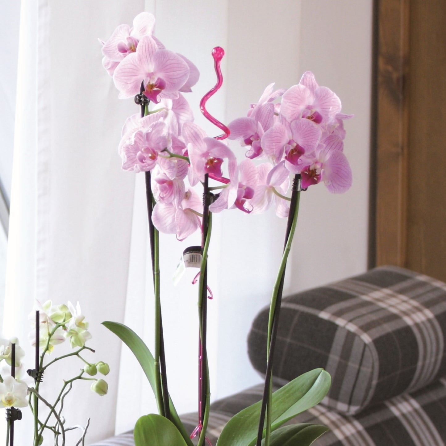 Decor Orchid Sticks - 2pk - mazeproducts