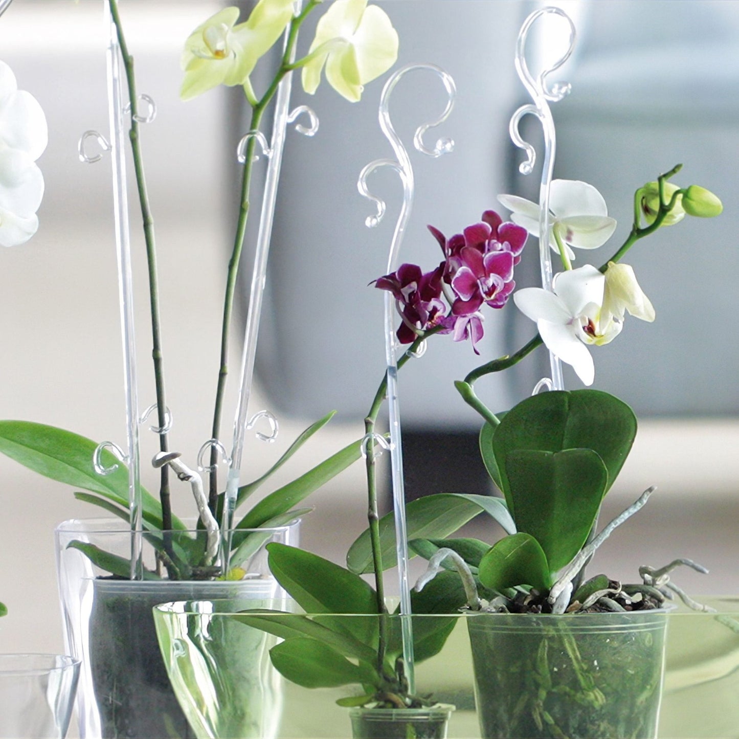 Decor Orchid Sticks - 2pk - mazeproducts