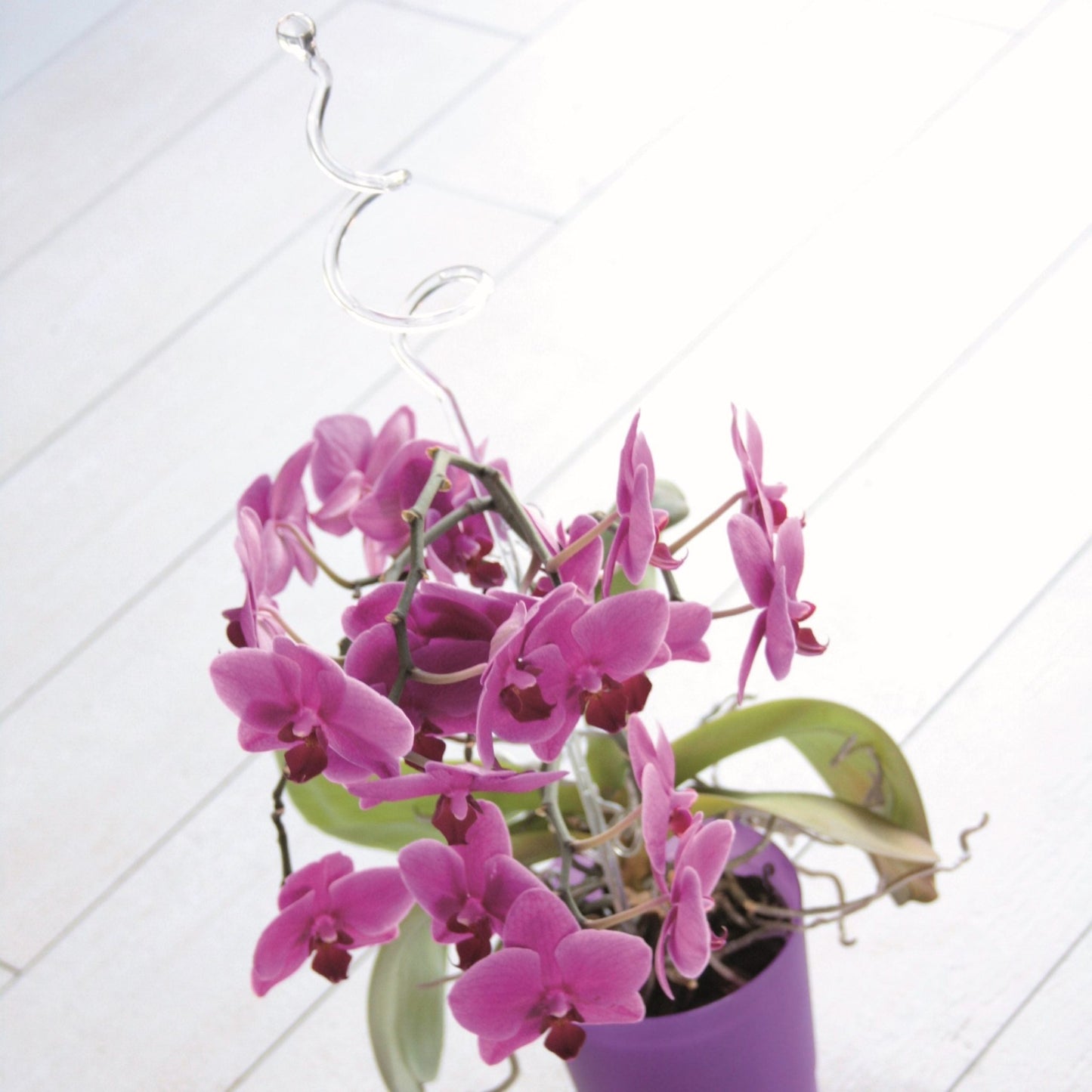 Decor Orchid Sticks - 6pk - mazeproducts