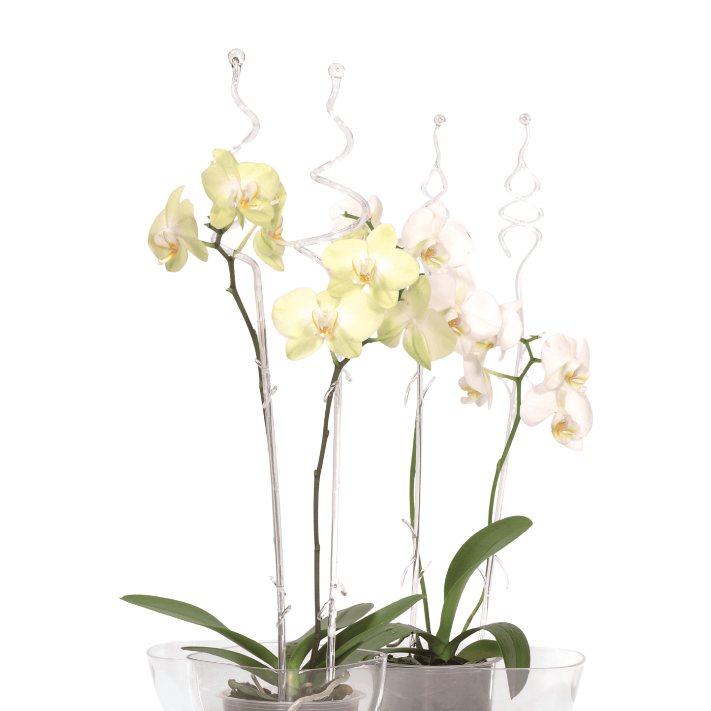Decor Orchid Sticks - 6pk - mazeproducts