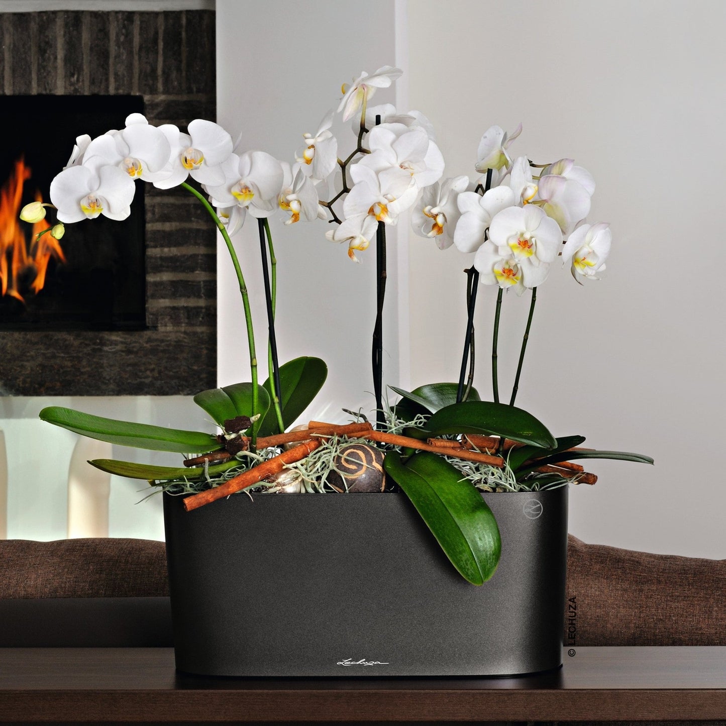 DELTA 10 - mazeproducts