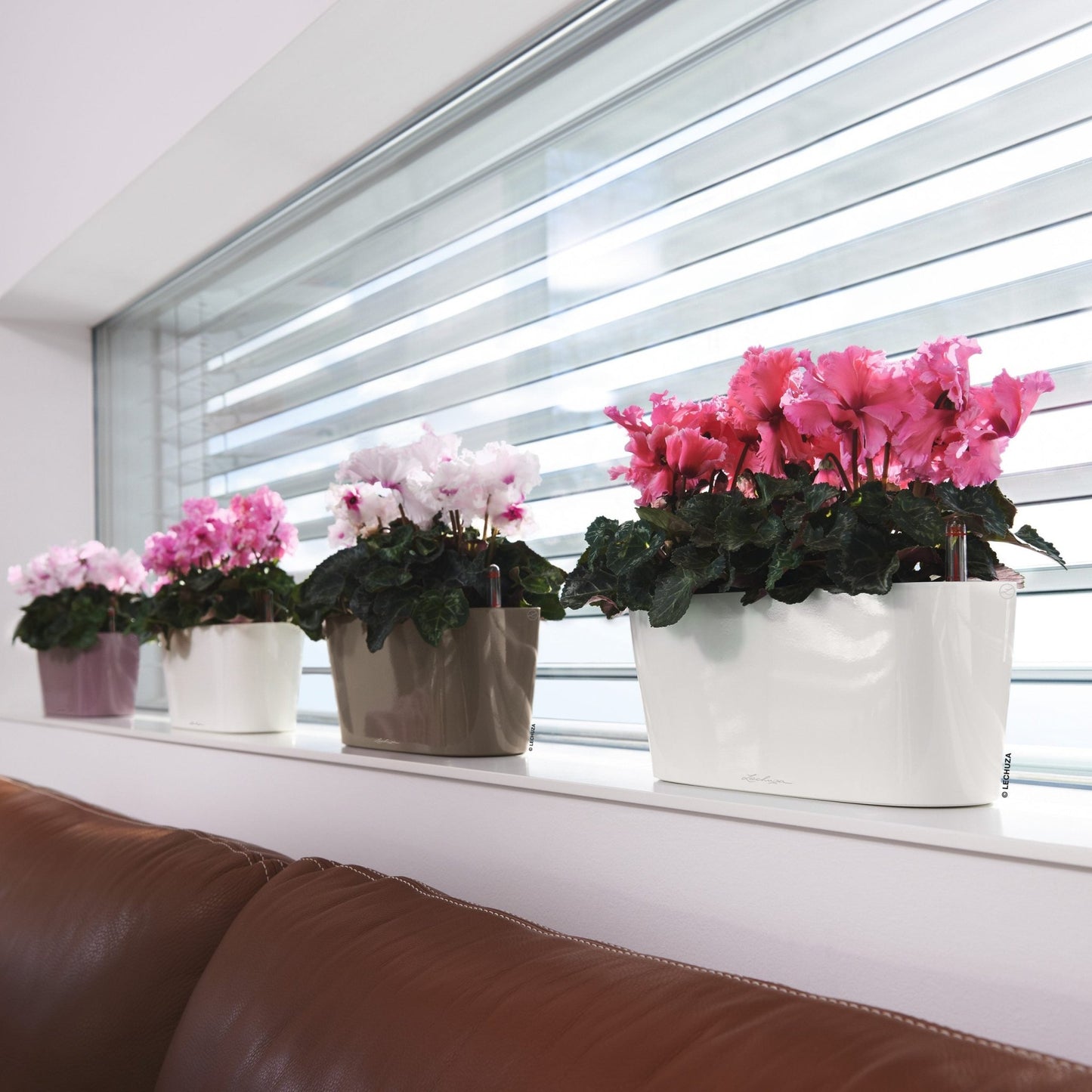 DELTA 10 - mazeproducts