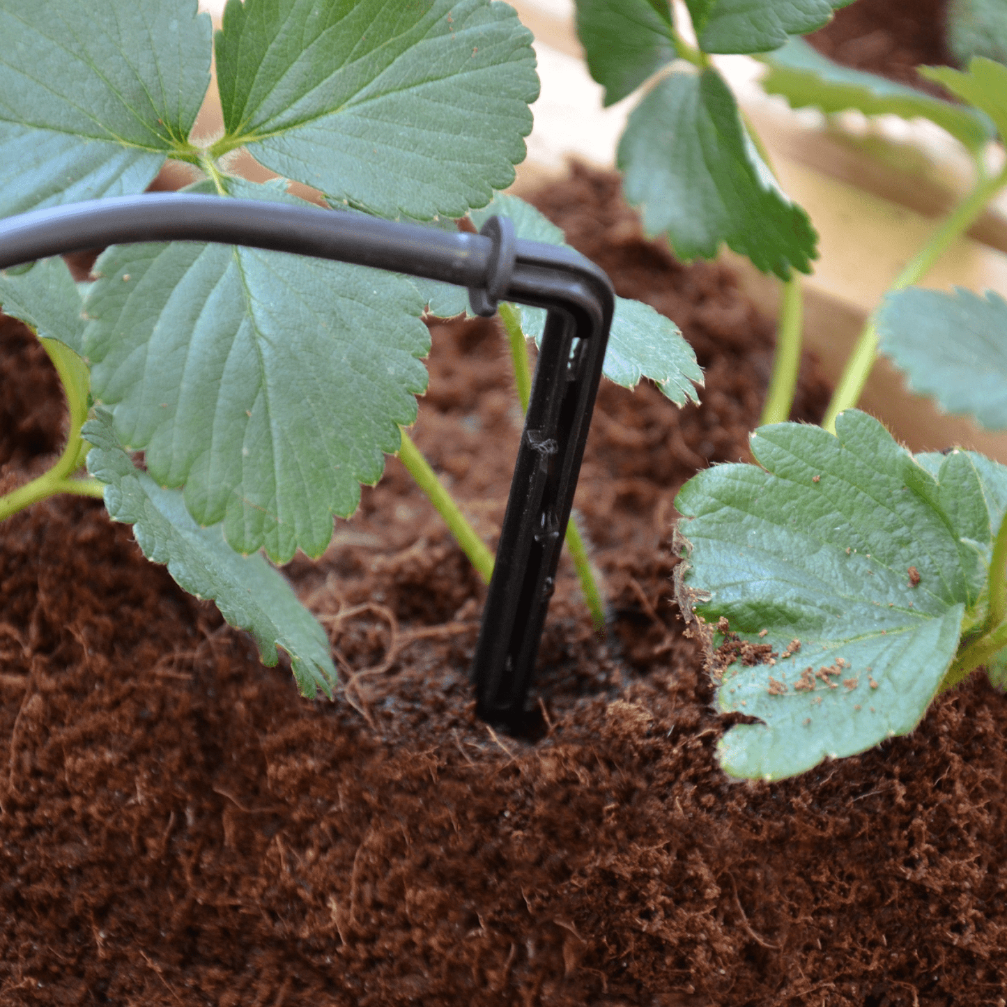 Greenhouse Drip Kit - mazeproducts