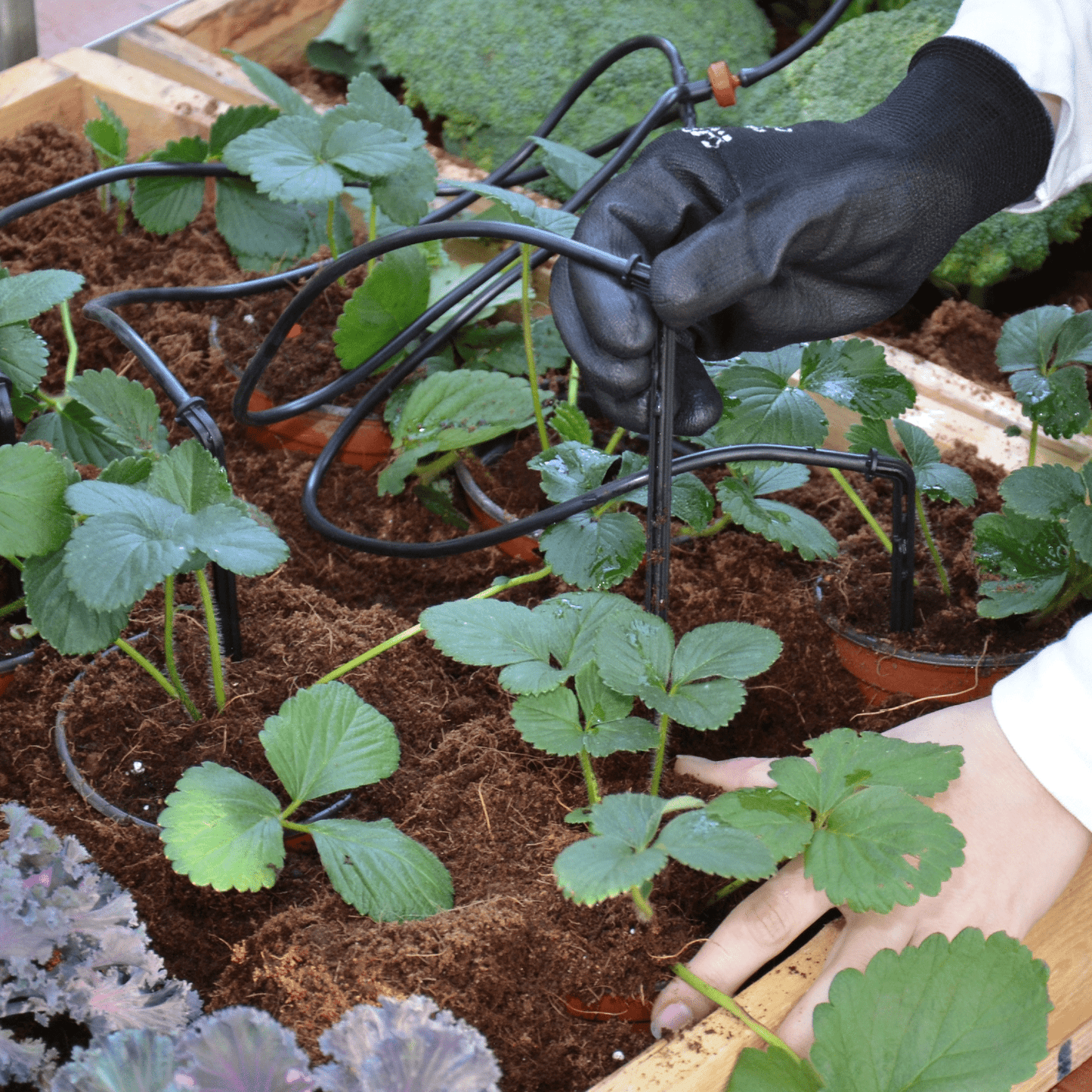 Greenhouse Drip Kit - mazeproducts