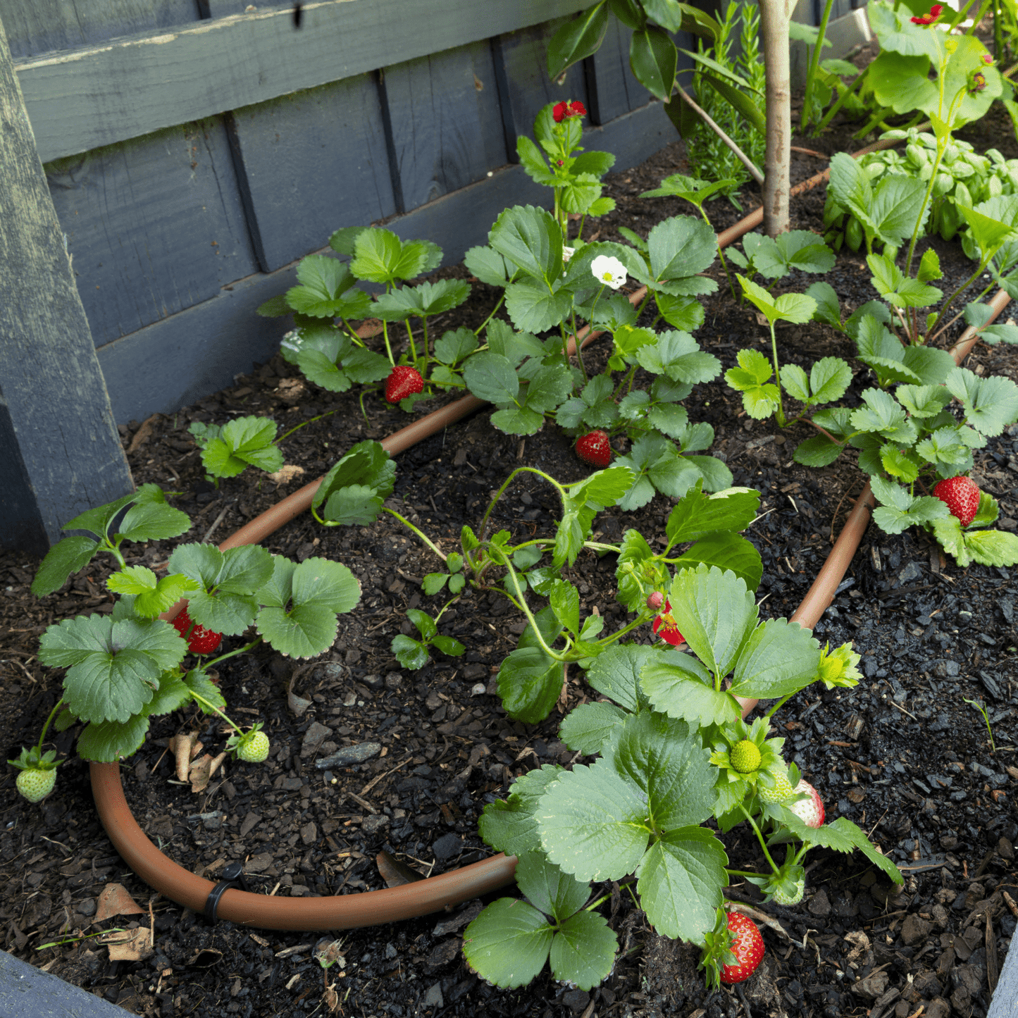 mazeDRIP 50m PC Watering Kit - mazeproducts