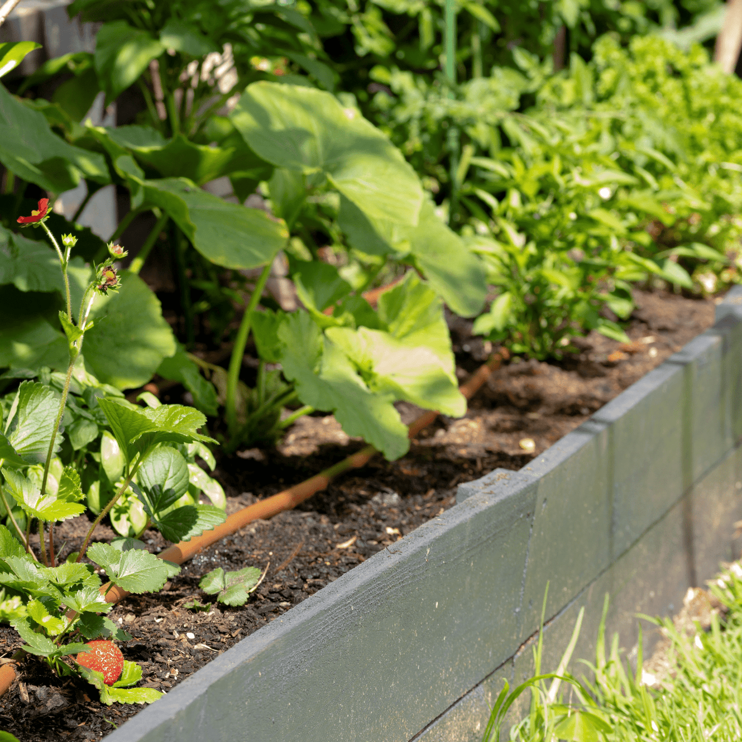 mazeDRIP 100m PC Watering Kit - mazeproducts