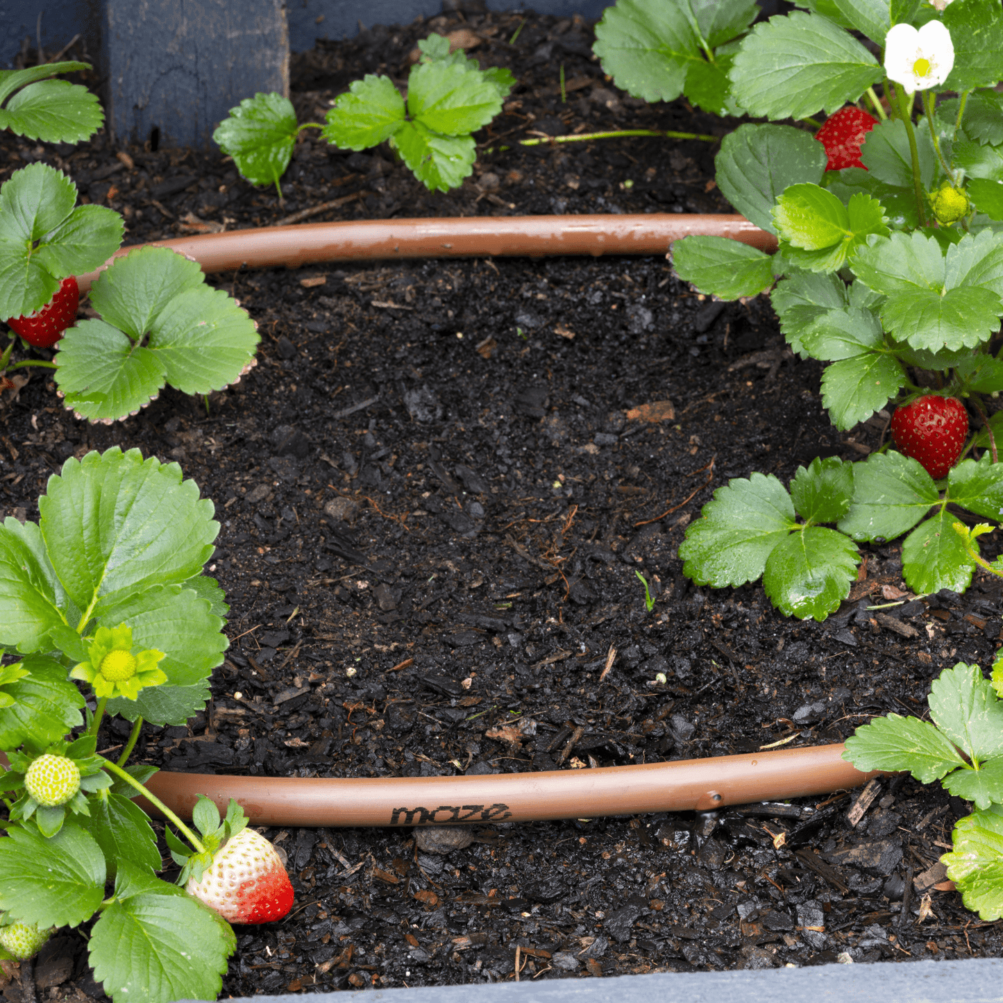 mazeDRIP 100m PC Watering Kit - mazeproducts